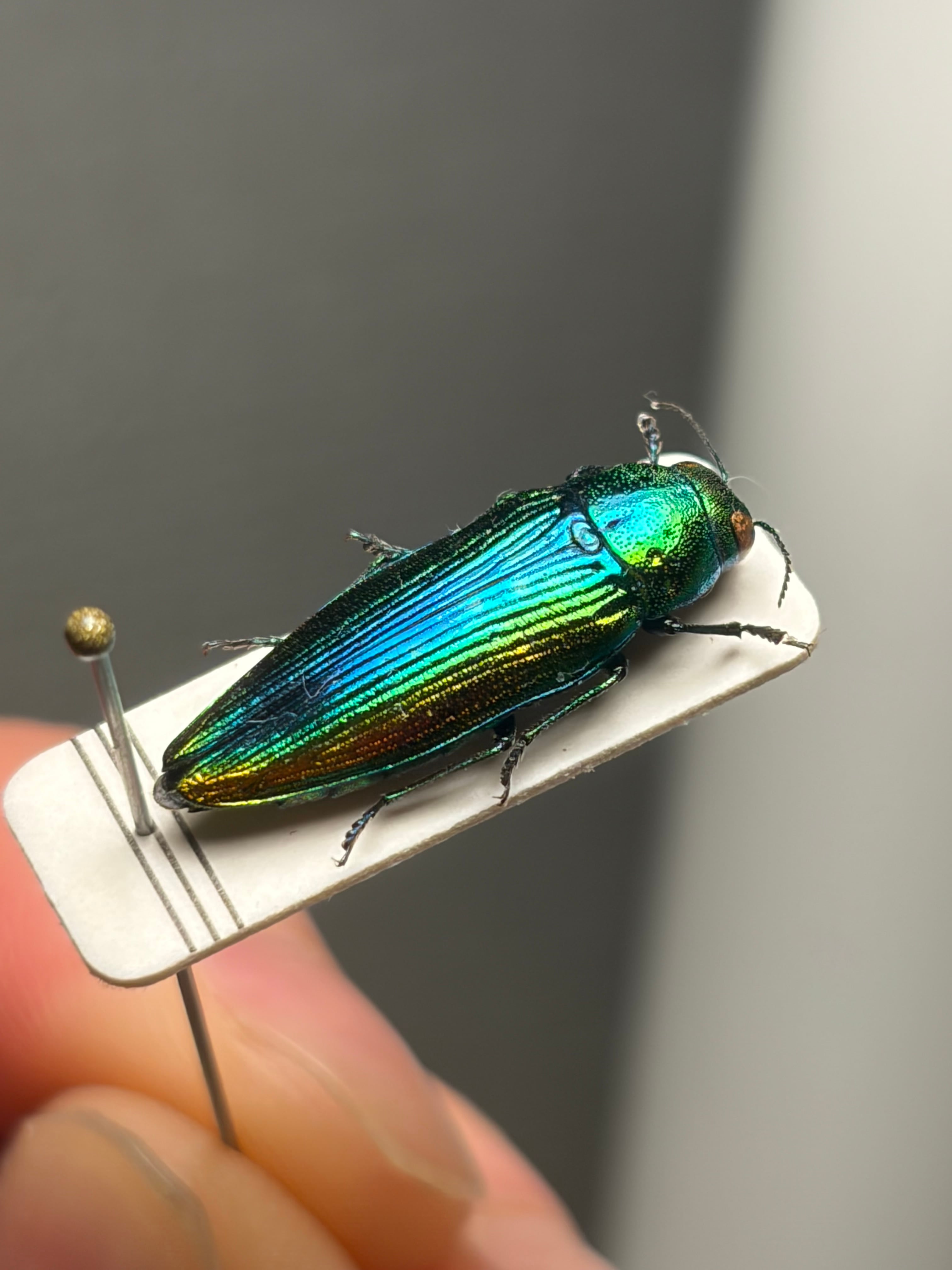 青玉虫最高峰】エゾアオタマムシ 昆虫標本 コブハムシ ハムシ