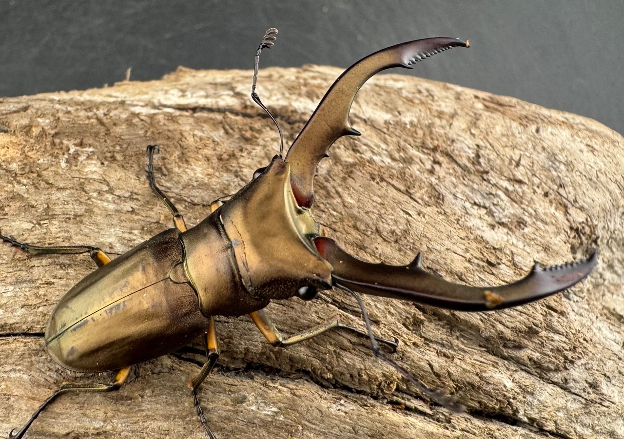 【WD】《メタリフェルホソアカ亜種アエノミカンス 52mm ペア》