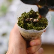 Ludisia discolor var. nigrescens / ルディシア ディスカラー ニグレスセンス⑦ / 観葉植物