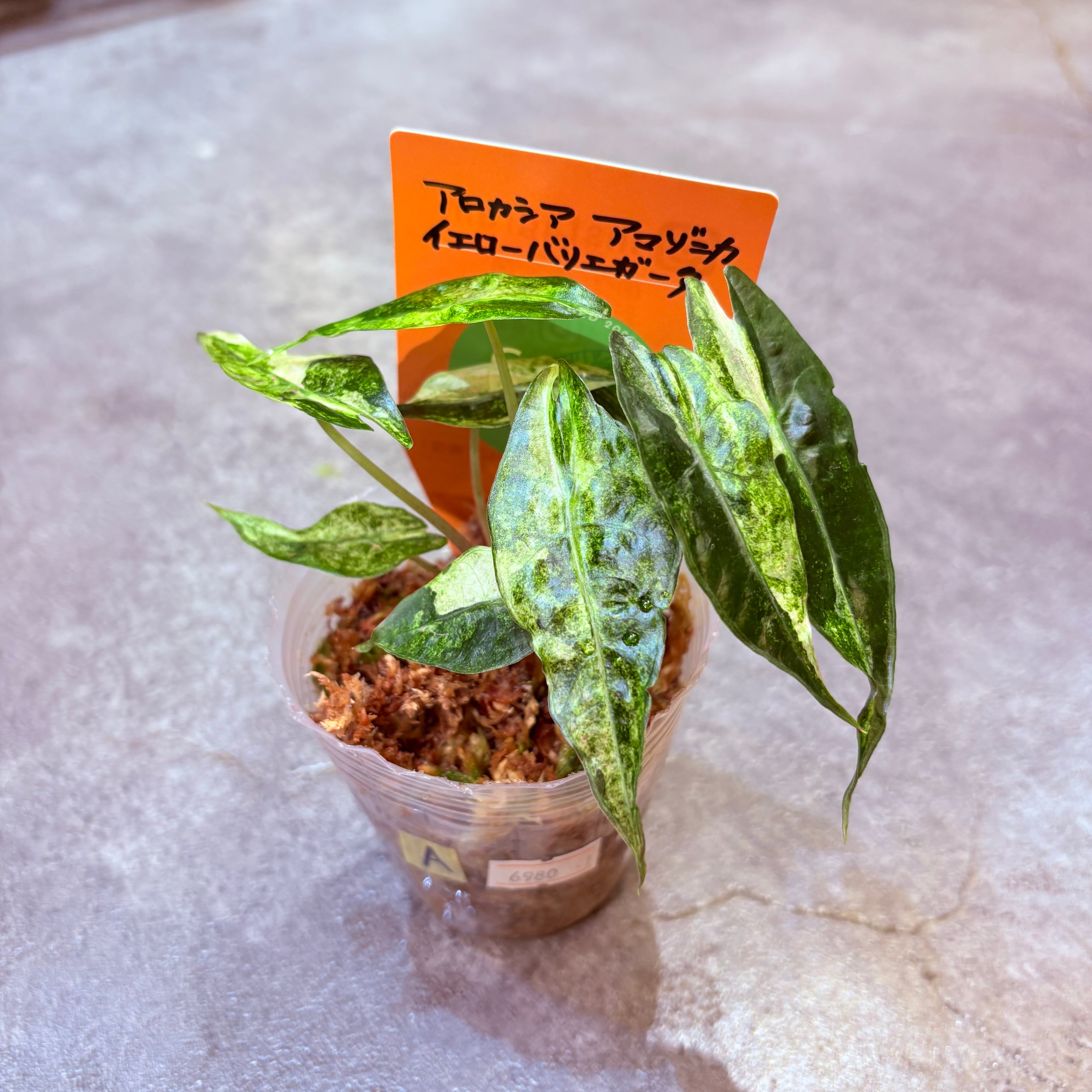 アロカシア アマゾニカ イエローバリエガータ 2.5号【A】 | Green