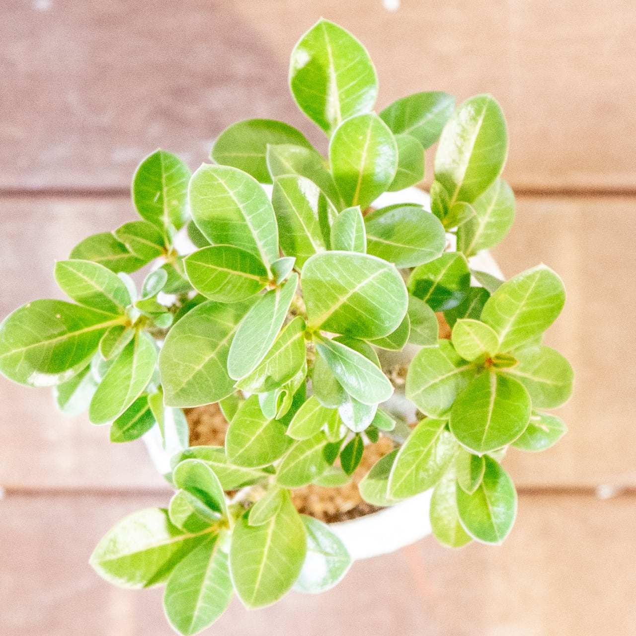 【愛らしい塊根植物】アデニウム・ドワーフタイプ。丸みを帯びたぽってりボディ。樹形にこだわった一株ごとの厳選仕入れ。手づくりモルタル鉢/虫発生抑制/育て方がわかる管理シート付き(全国一律送料850円)