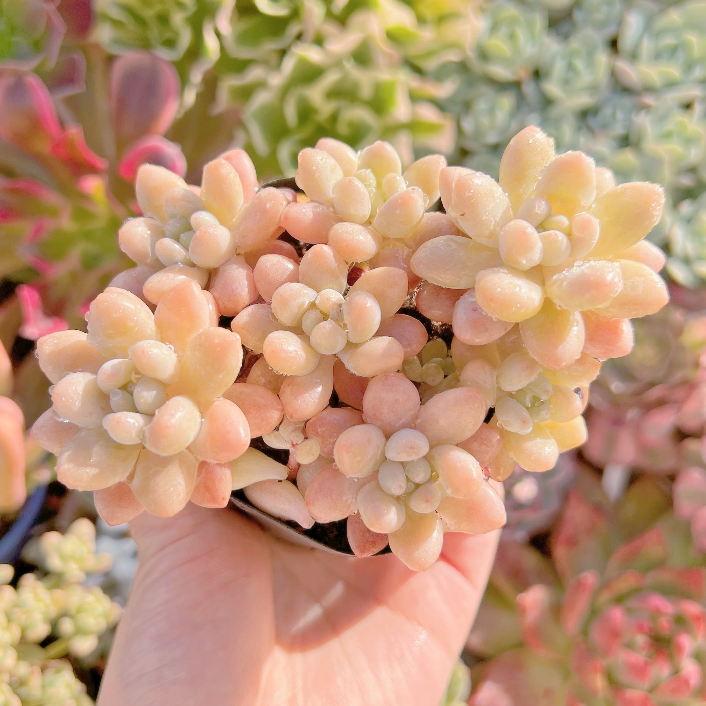 現品　キャビア#295　群生　るる農園