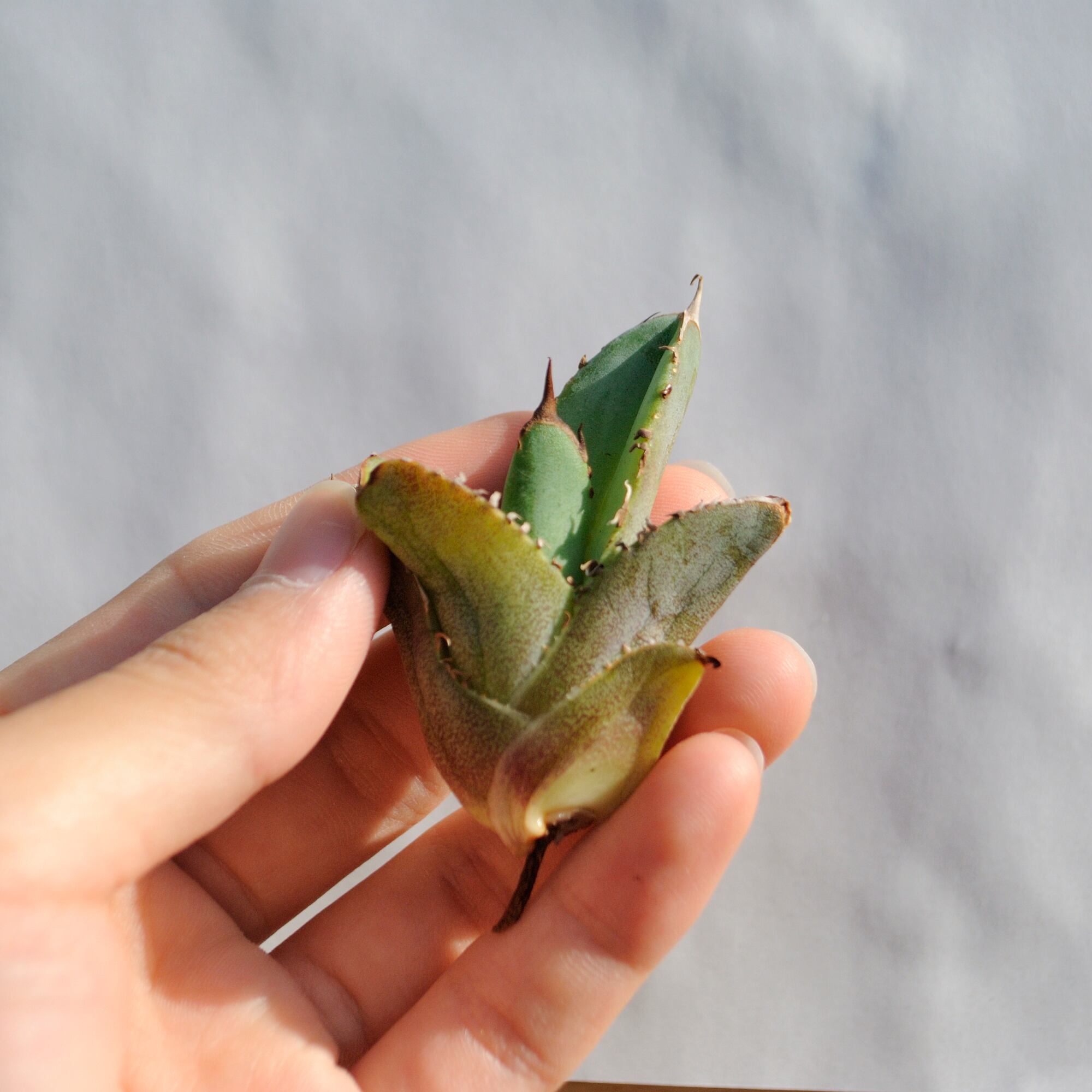 アガベ チタノタ ライトリー ホワイト ソーン セレクション No.1