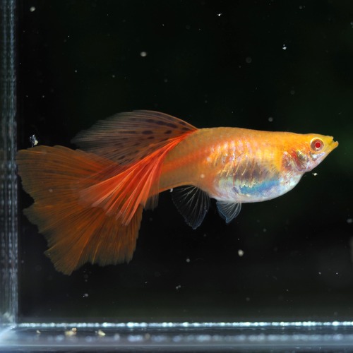 【セール】RREAギャラクシーレッドテール　2ペア＋おまけ種親メス1匹