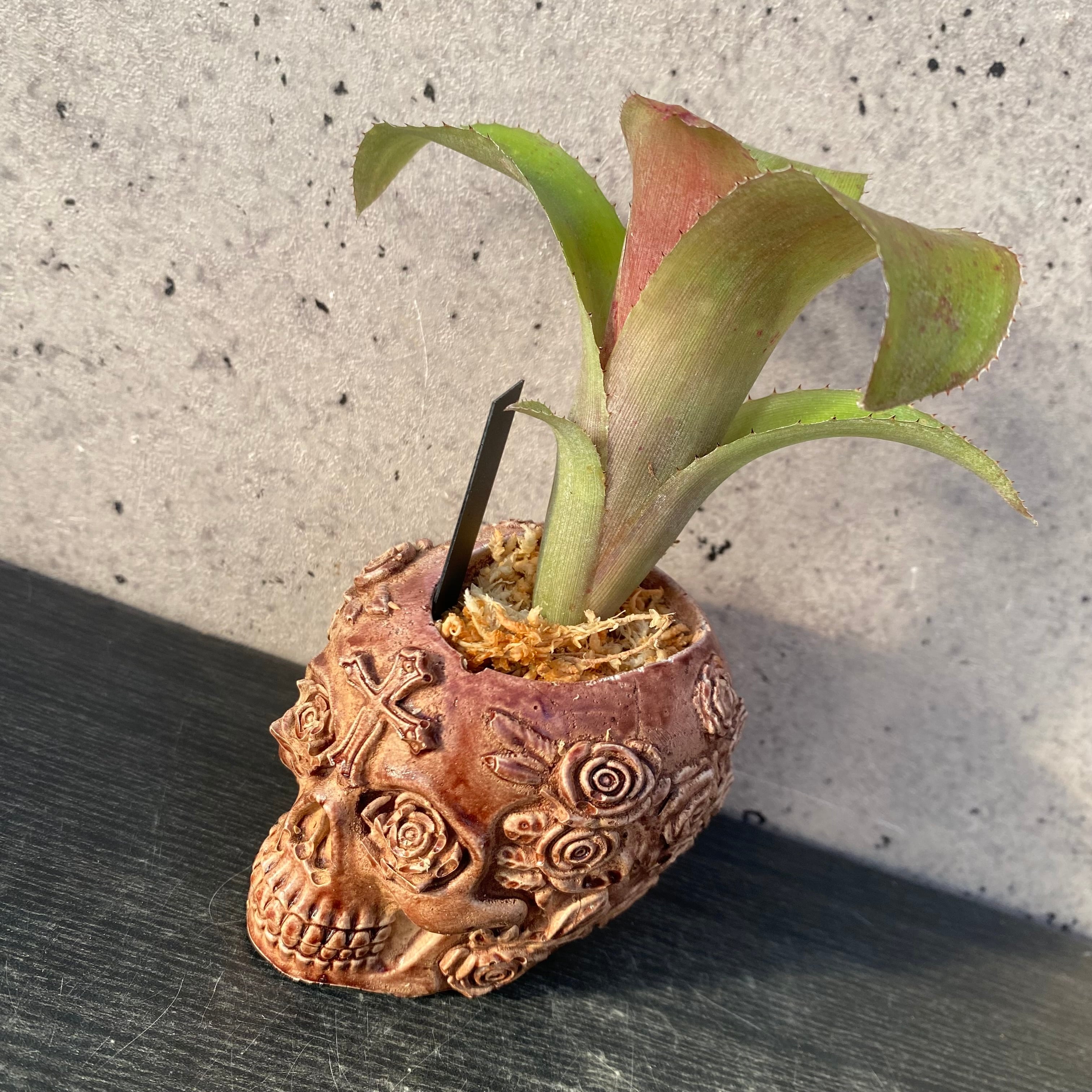 Planet Plants プラネットプランツ