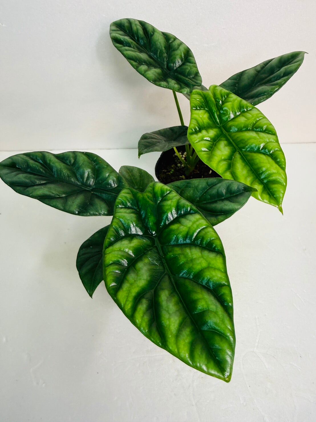 ラスト1鉢！！アロカシア・ワトソニアナ Doff 3.5号 | 観葉植物と雑貨