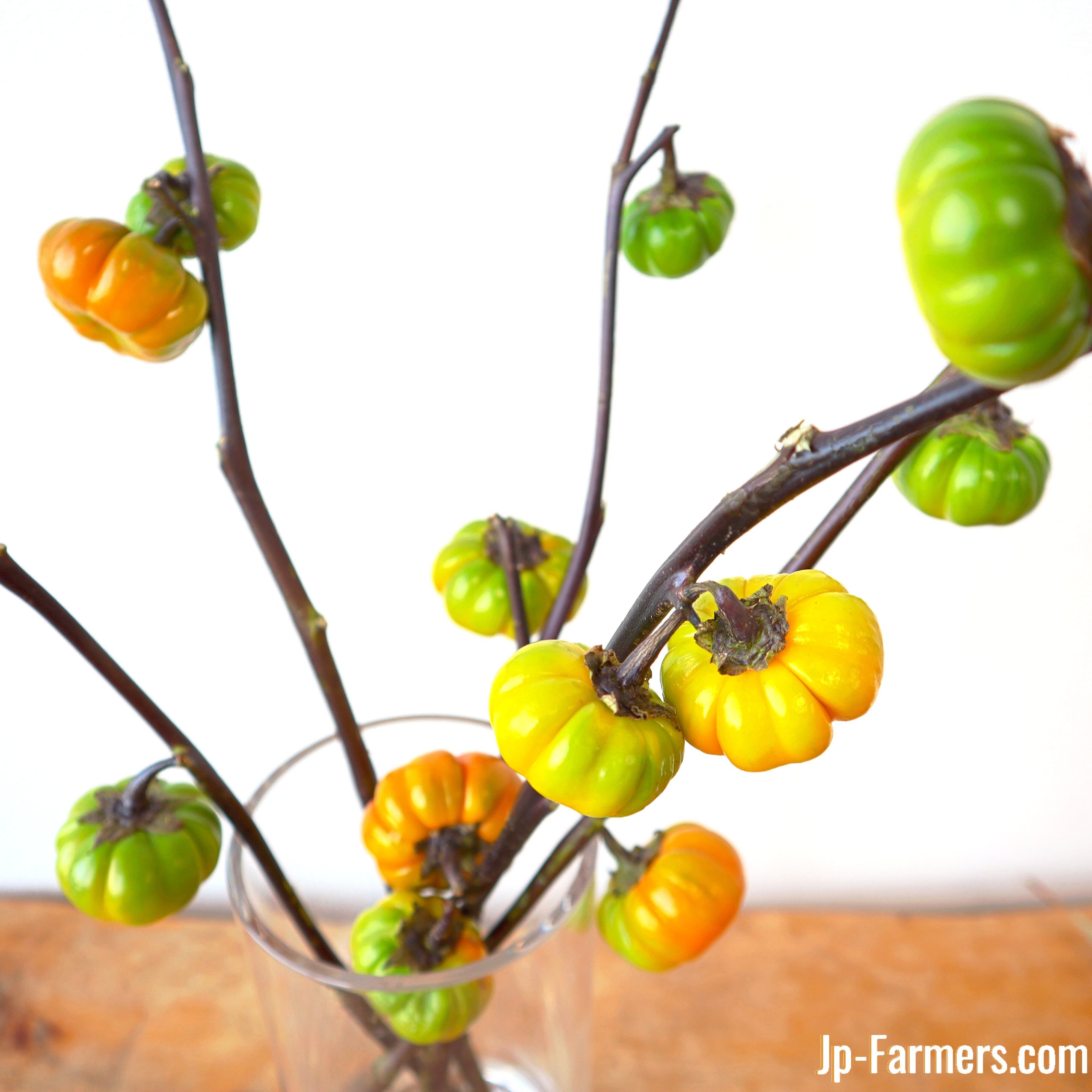 収穫の秋 秋の実りをご家庭にいかがですか ミニハロウィンガーデンのご紹介 Jp Farmers Com