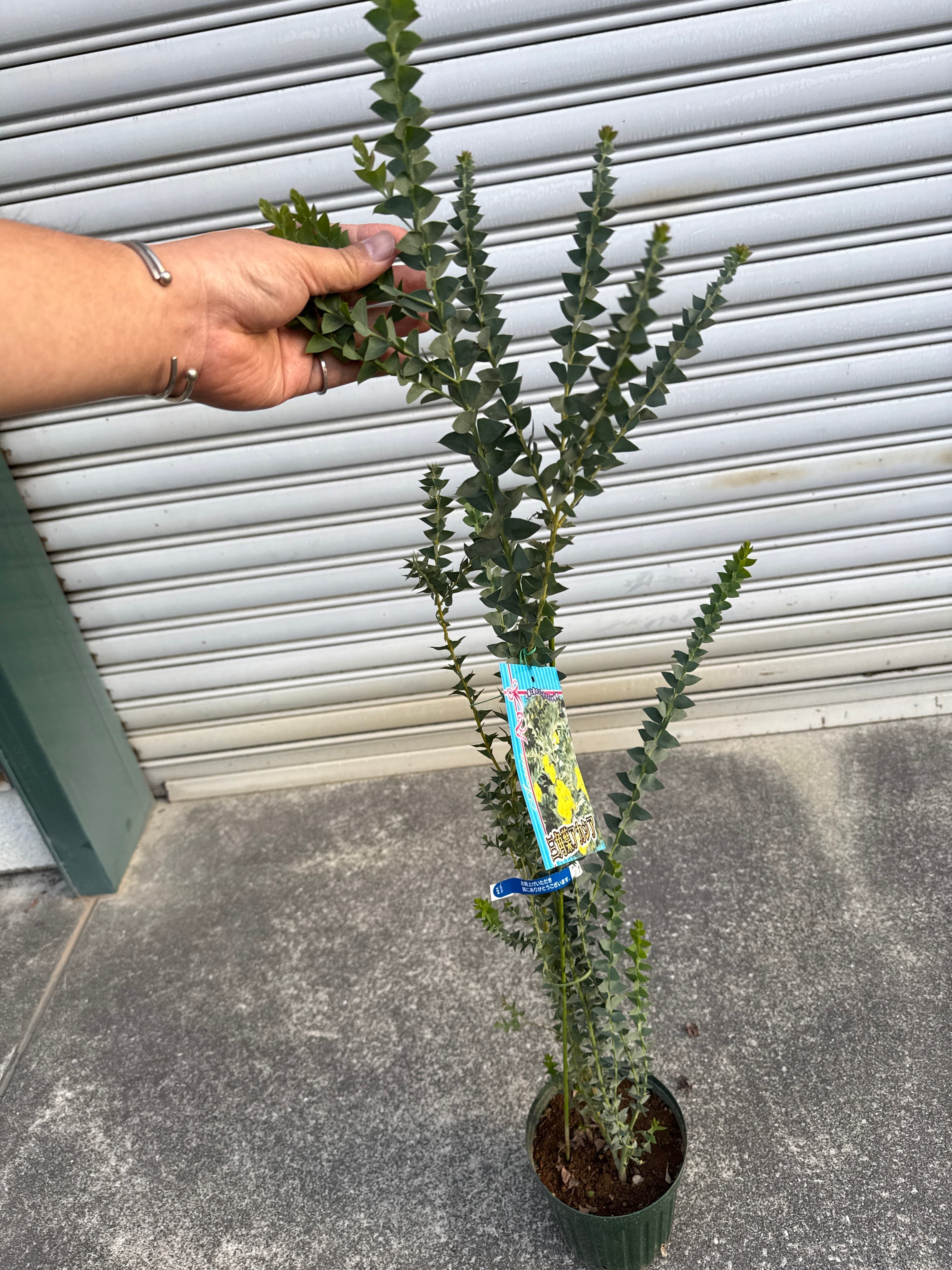 三角葉 アカシア | Gardenえん 【観葉熱帯植物】