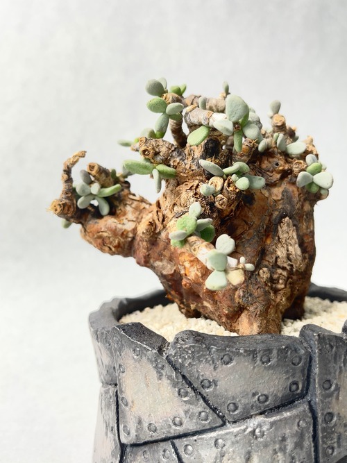 ケラリア・ピグマエア