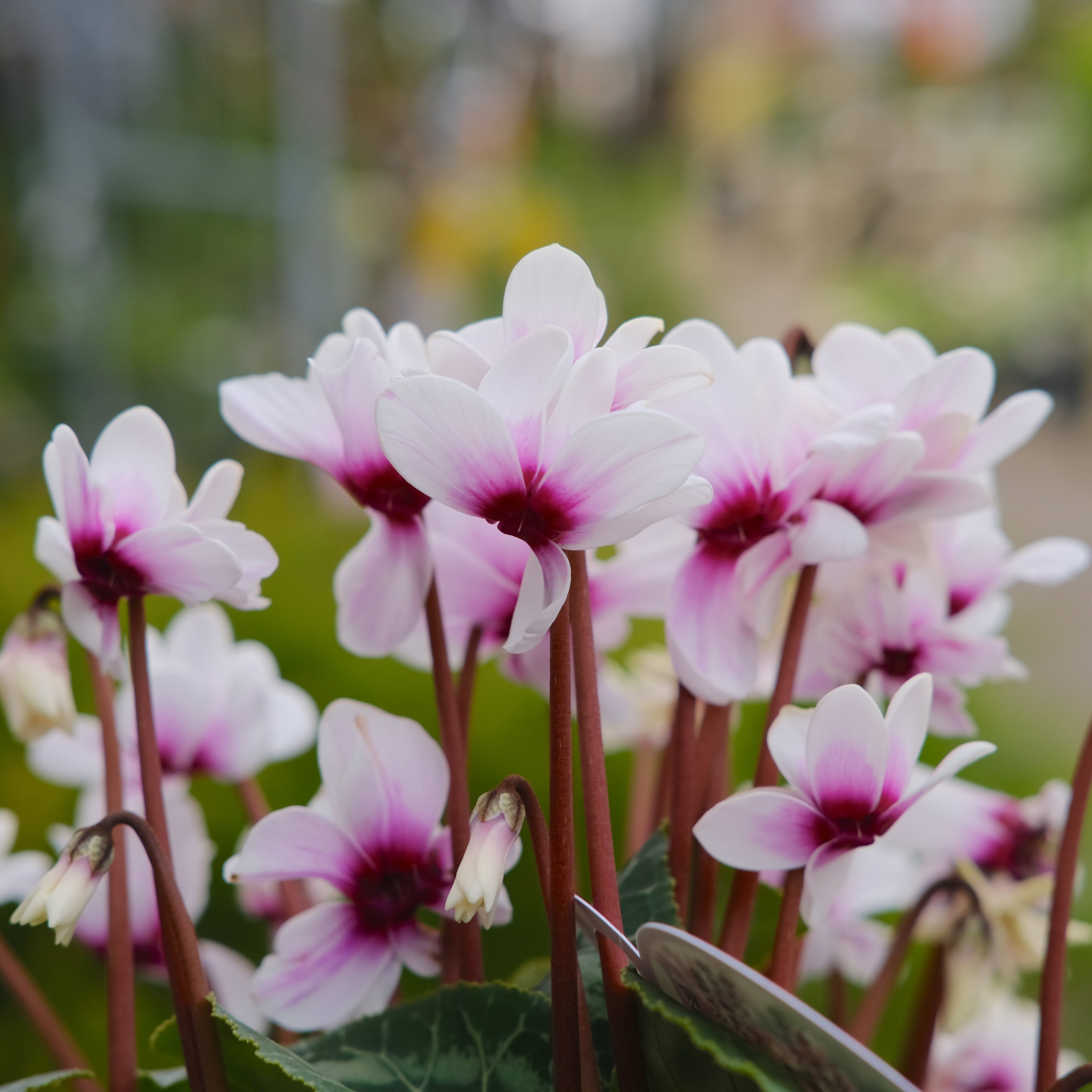 シクラメン チモシリーズ《 ピコティ 八重 》 | グリーンギャラリー