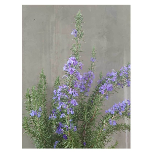 Rosemary 'Marine Blue'