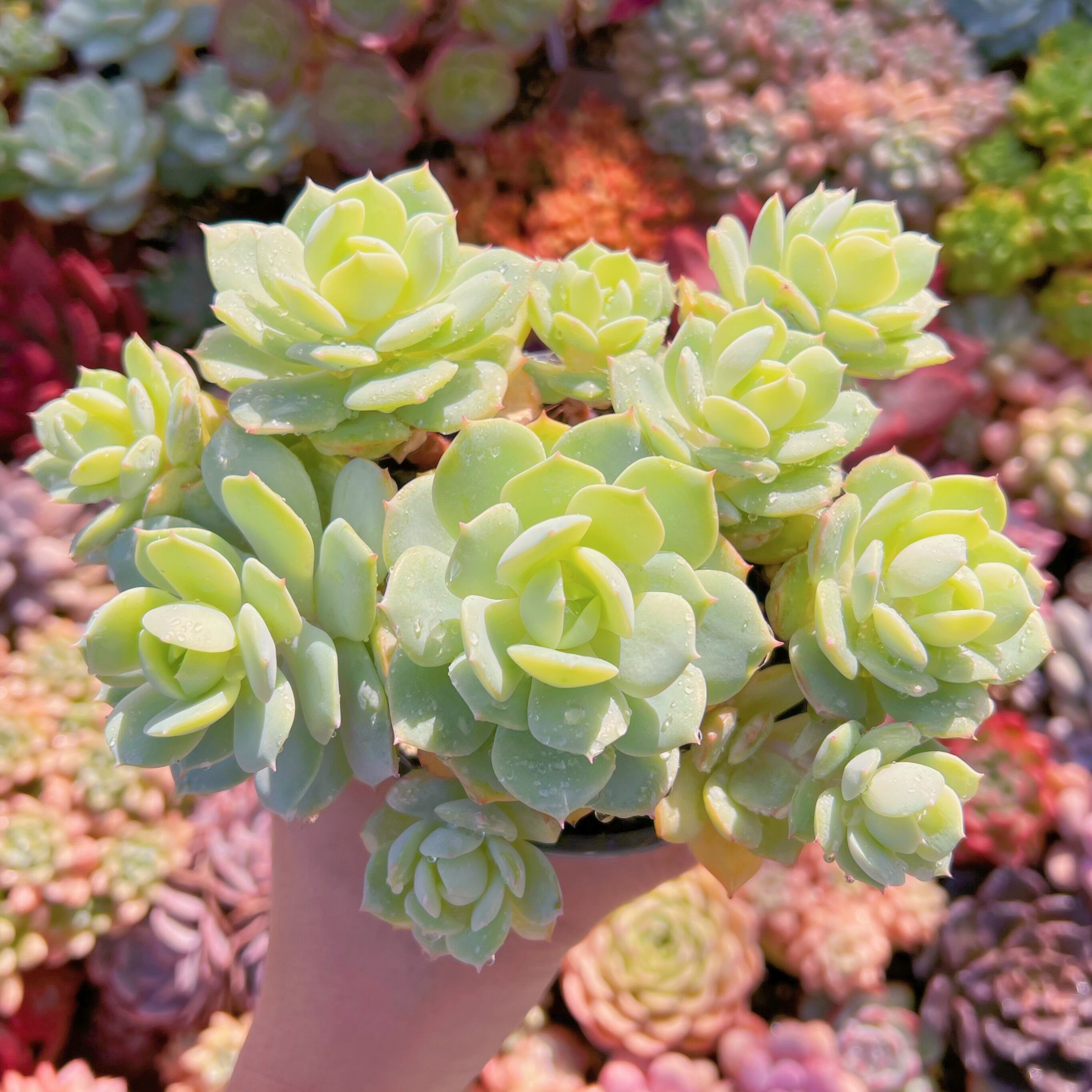 現品　冷香#031　大群生　新入荷　るる農園