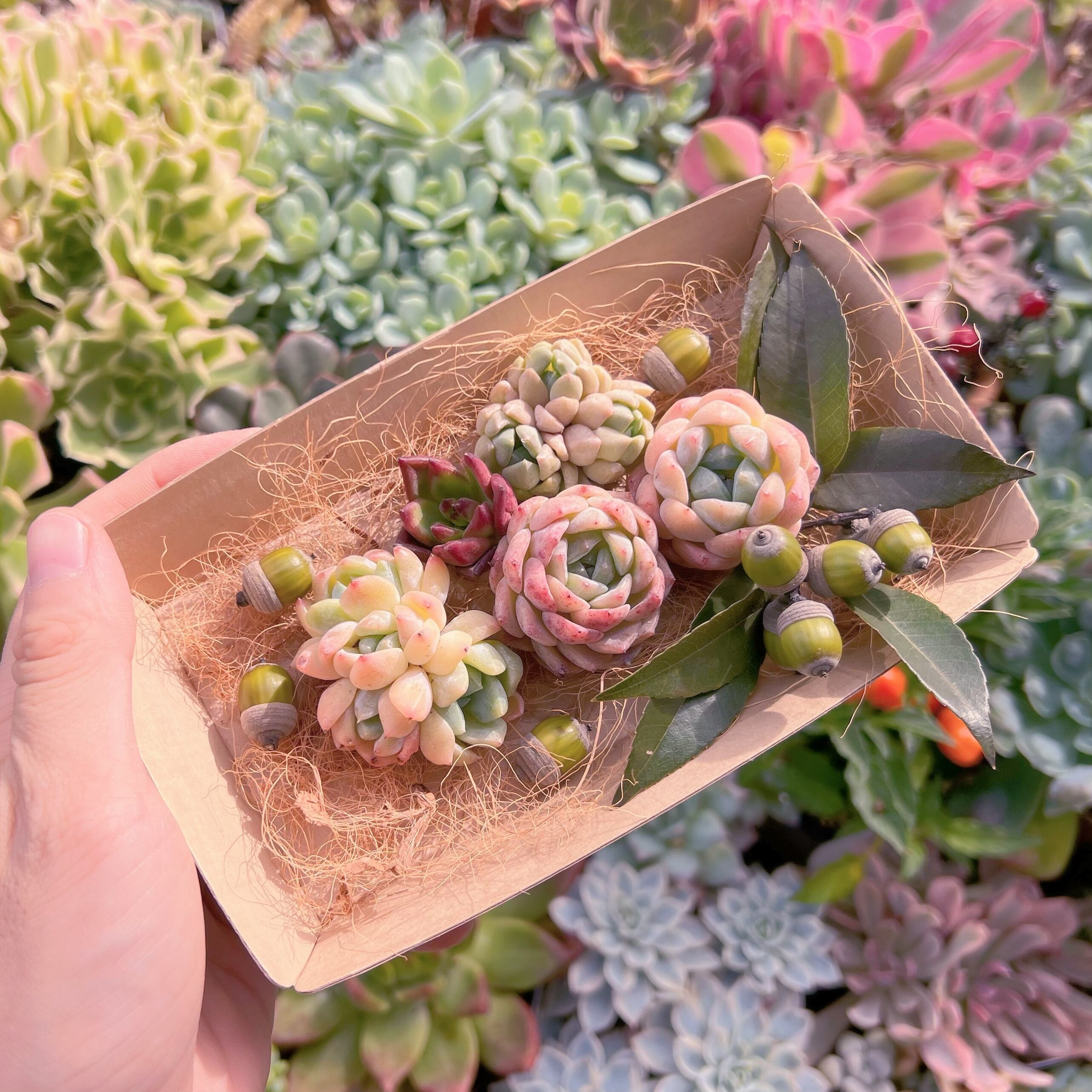 現物　多肉お弁当#646   るる農園