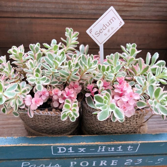 2個セット ピンクの縁取り セダム トリカラー】多肉植物 | 植物の店ベリー