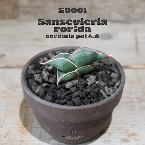 【送料無料】Sansevieria rorida〔サンスベリア〕現品発送S0001