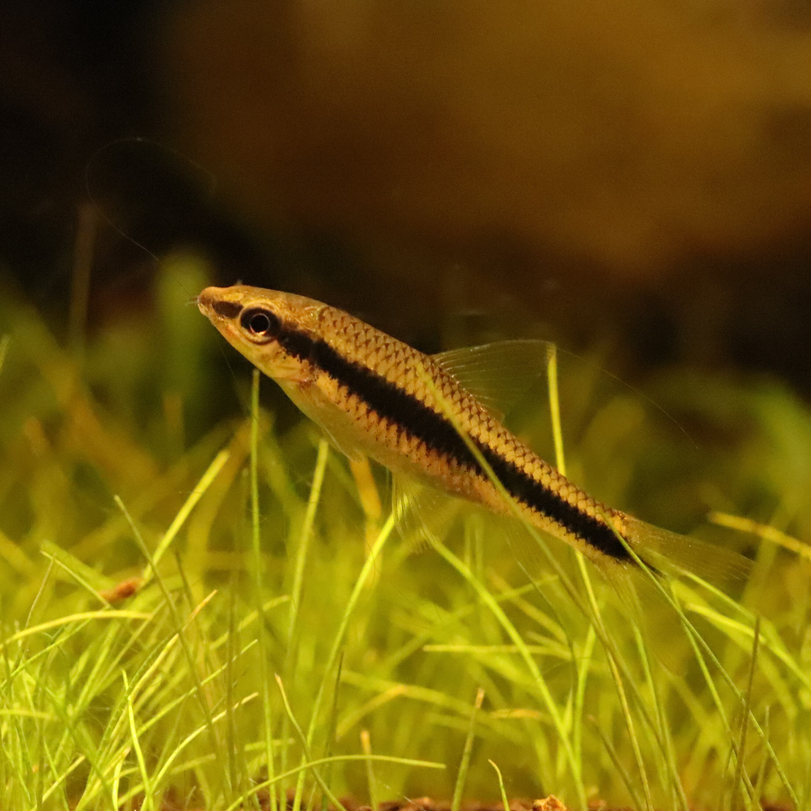 LEDSTAR 水槽 ライト 45㎝ model-S RGBW球 | aquarium shop earth
