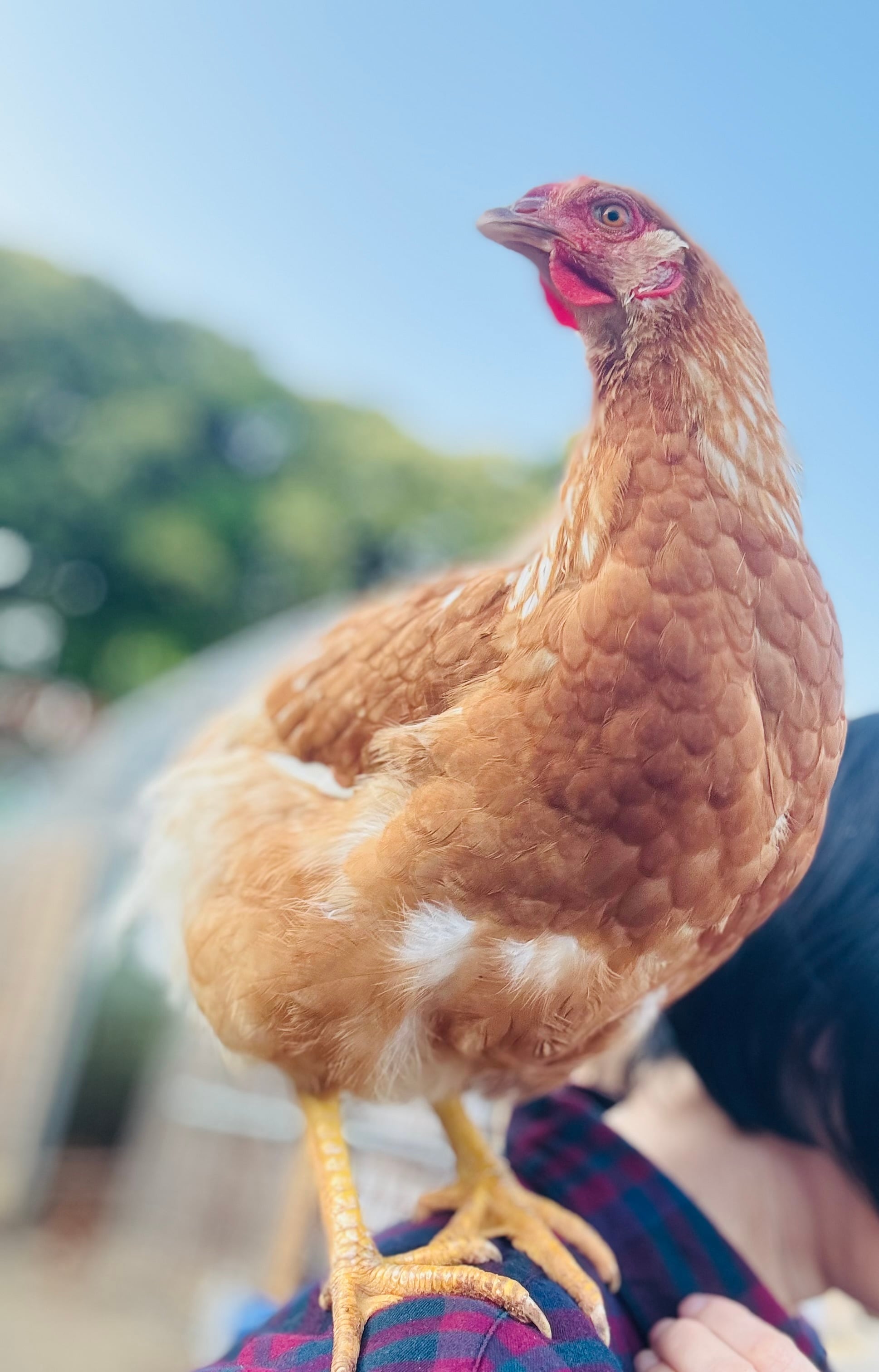 俺の平飼い卵 | ナノバブル水素水育ち | PAY ID