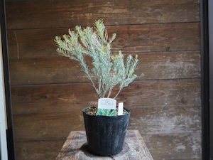 【現物】ユーカリ　”フォーマニー”　A