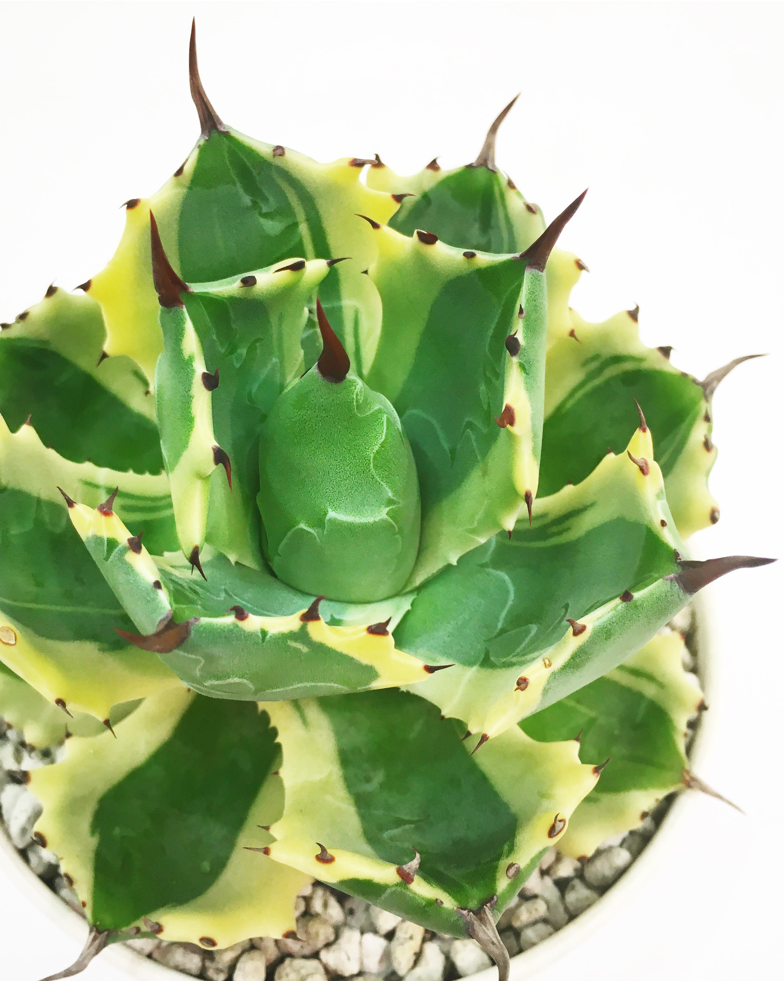 アガベ アトミックゴールド Agave isthmensis 'Atomic Gold' 20210911 ...