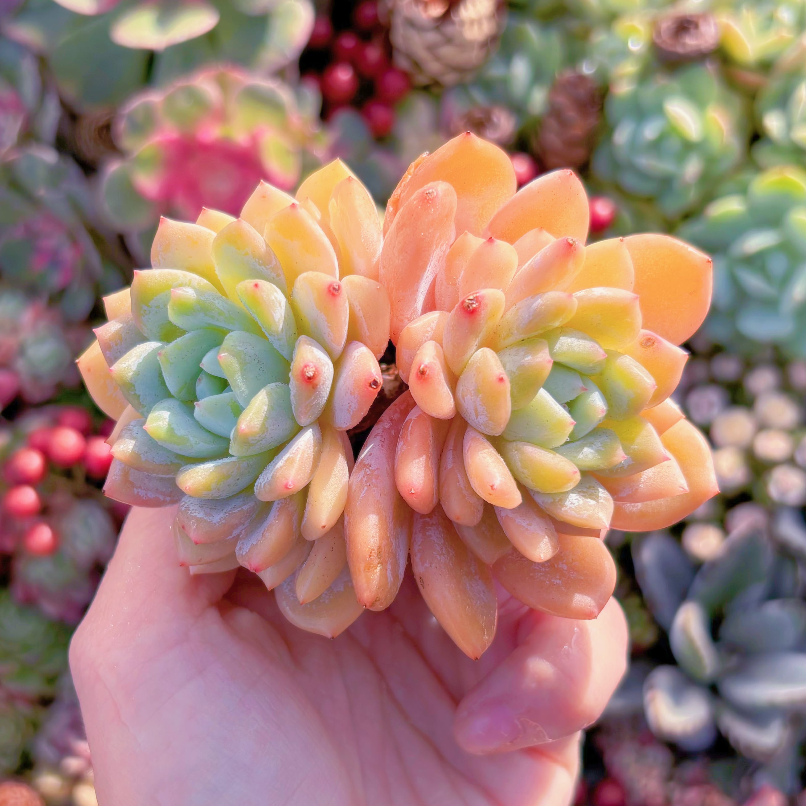 多肉植物　夢の雪　群生　新入荷　るる農園