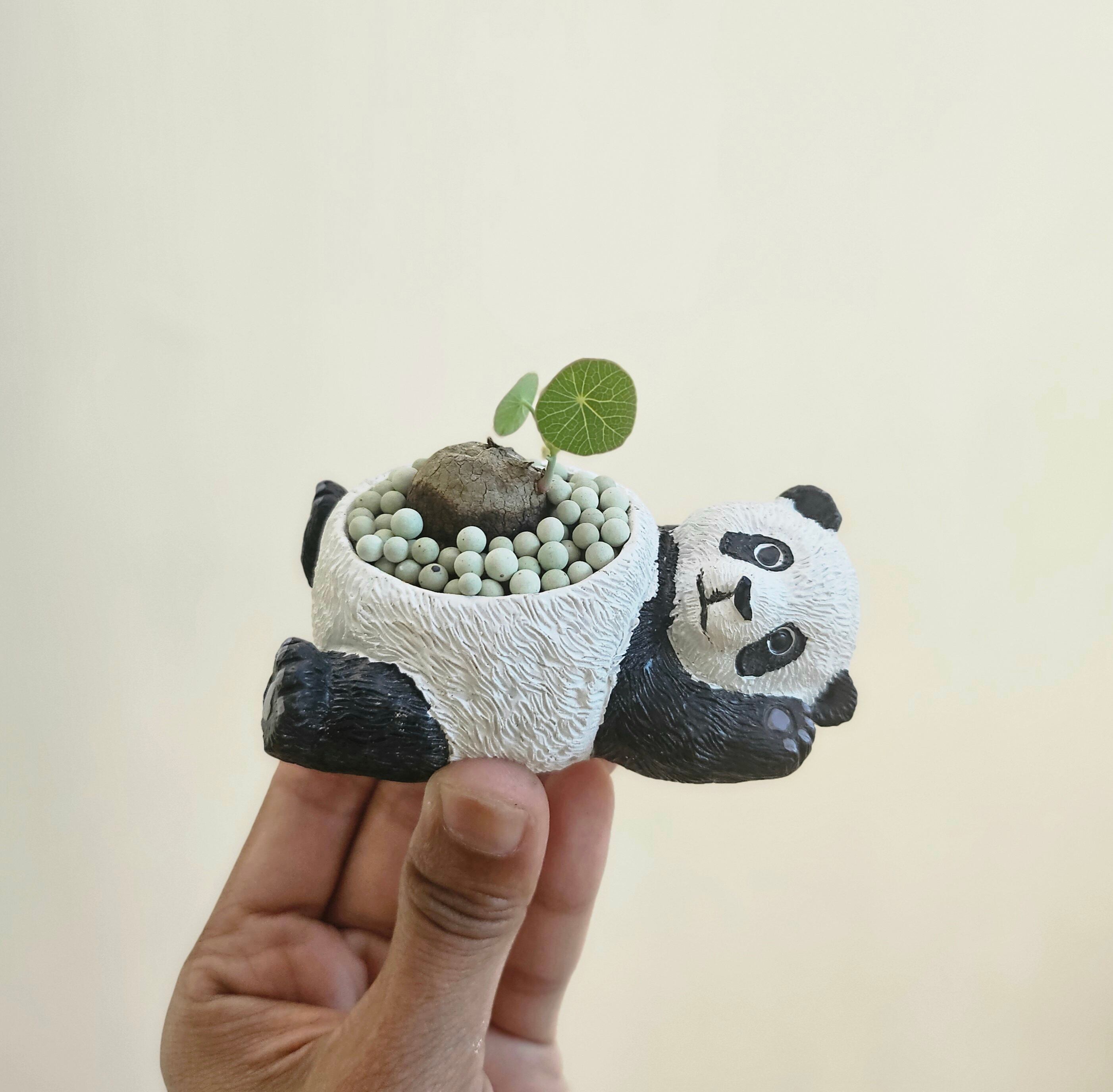 現物♡〚ステファニア エレクタ〛Stephania Erecta