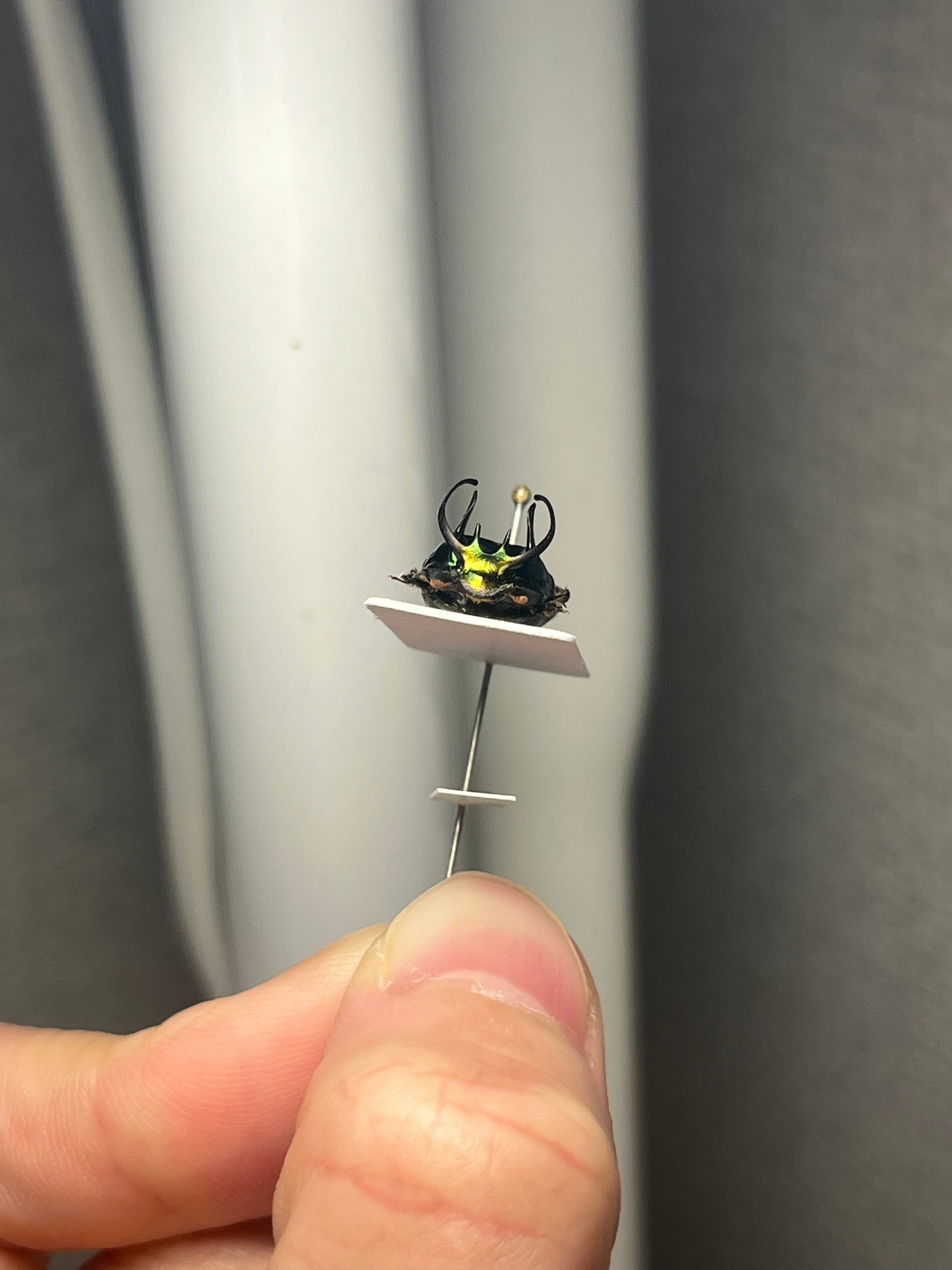 14mm♂】緑シカツノエンマコガネ フンチュウ糞虫昆虫標本甲虫