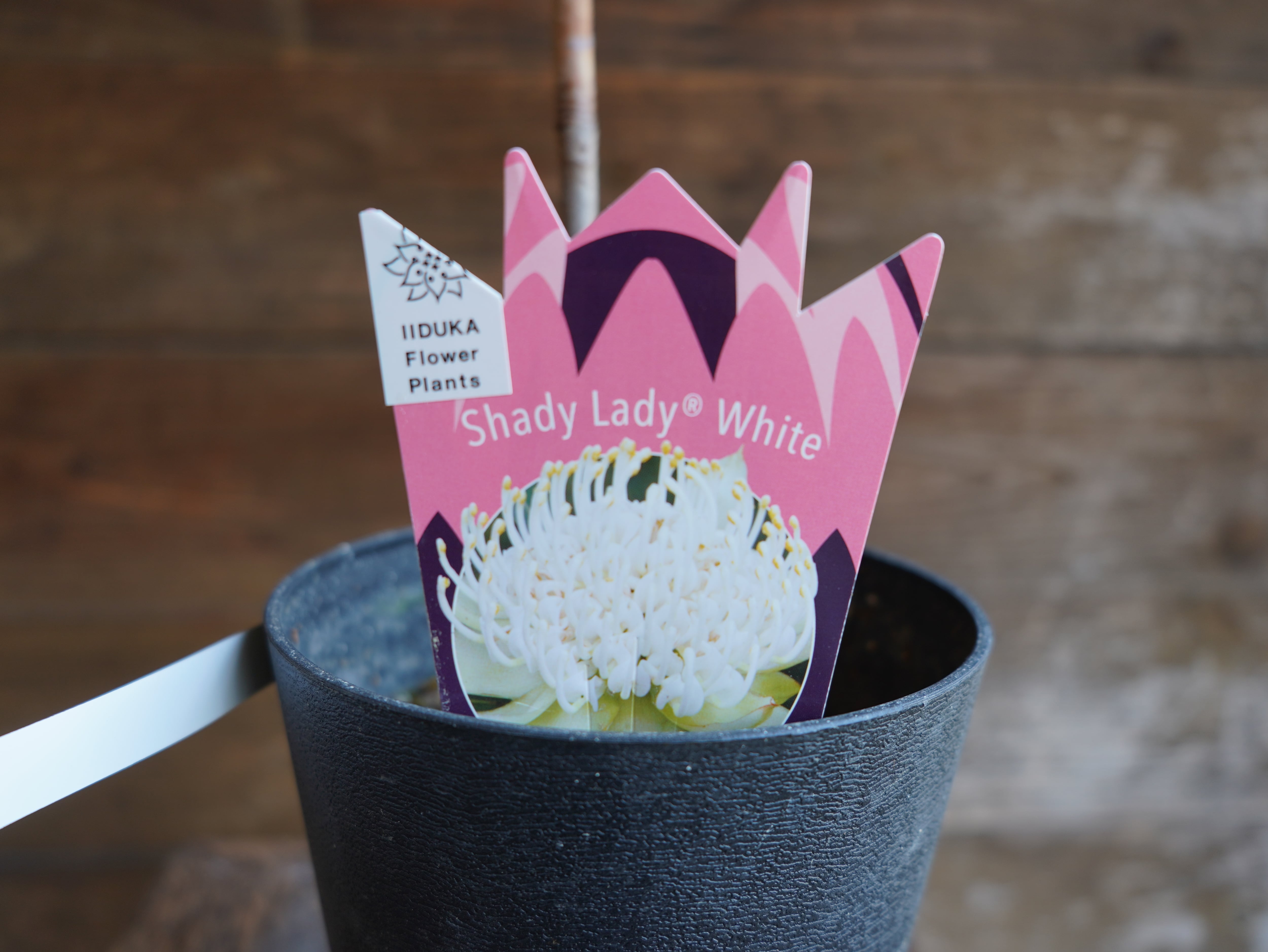 【現物】テロペア　”シェイディレディホワイト”　5号　B