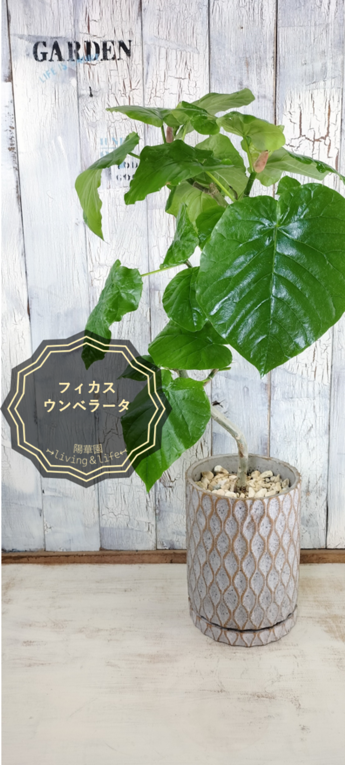 フィカス ウンベラータ曲げ 観葉植物 | 陽華園