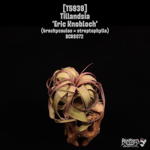 Tillandsia 'Eric Knobloch'〔ティランジア〕T5939