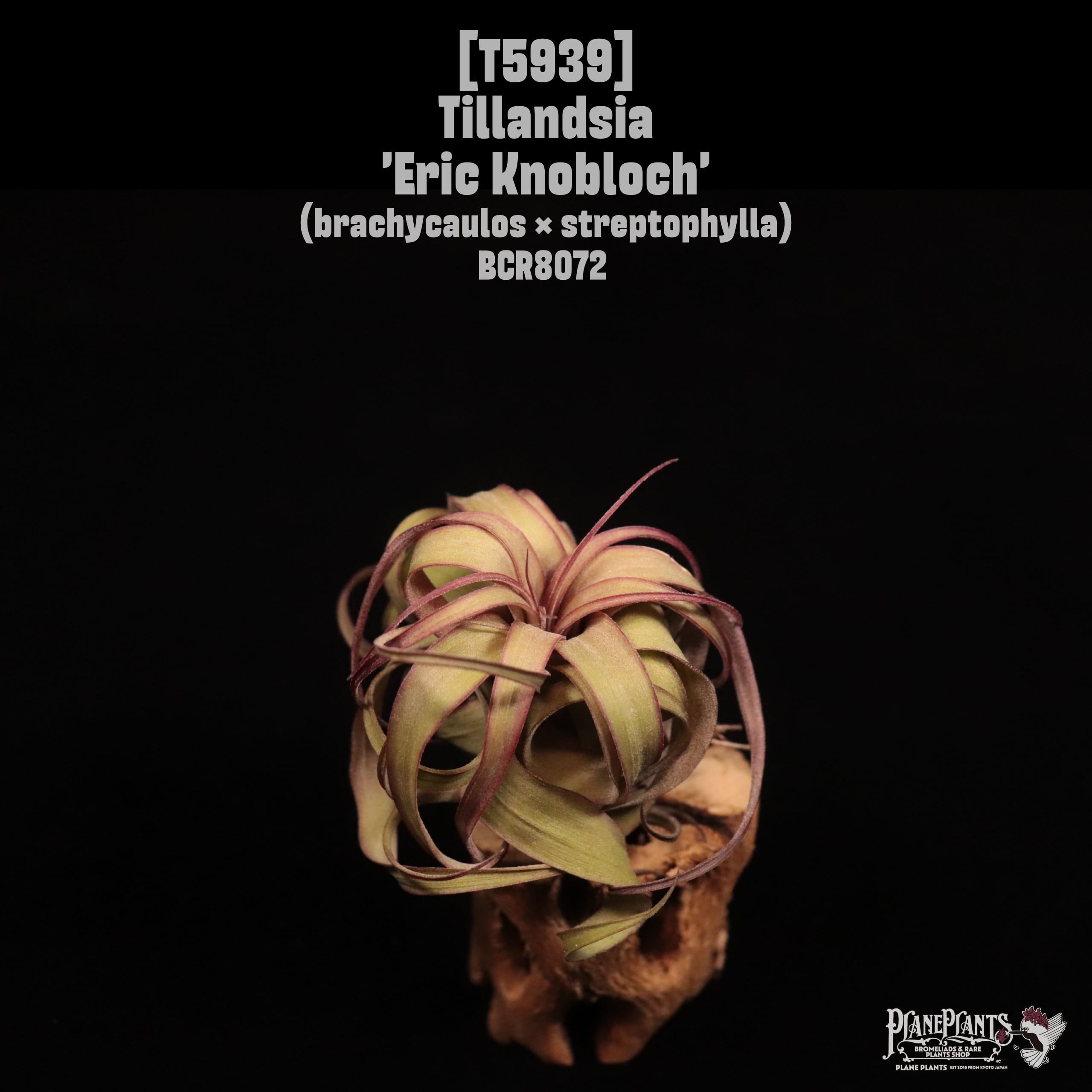 Tillandsia 'Eric Knobloch'〔ティランジア〕T5939
