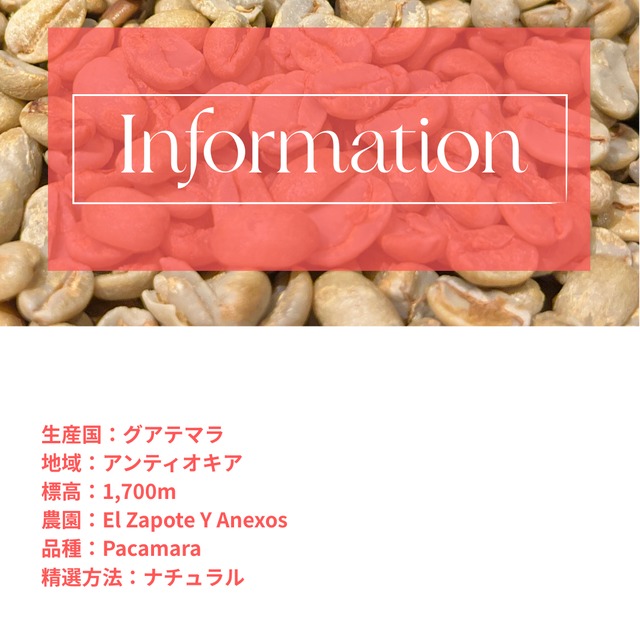 【生豆】グアテマラ│ El Zapote Pacamara Natural-3kg