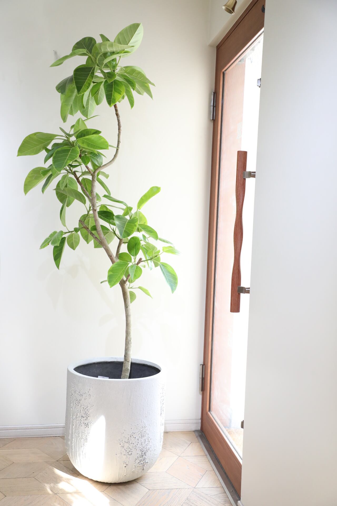 大型 フィカス アルテシマ　9号　陶器鉢　植え込み発送 都内近郊限定配送】【183cm】フィカス アルテシマ/Ficus African