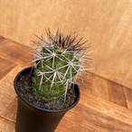 Copiapoa rupestris【コピアポア・ルペストリス・実生】