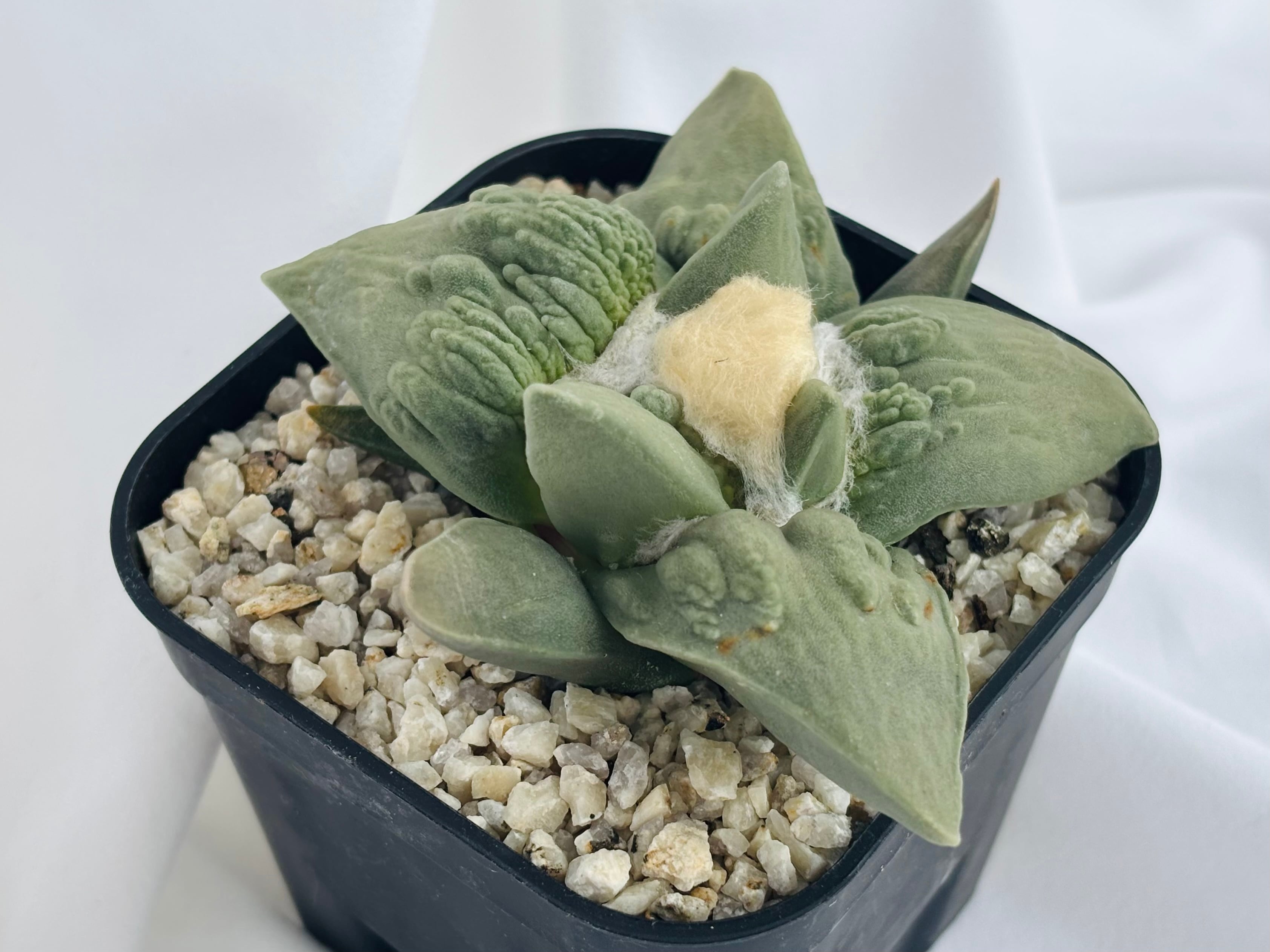 Ariocarpus Cauliflowermonst. アリオカルプス カリフラワー 花牡丹