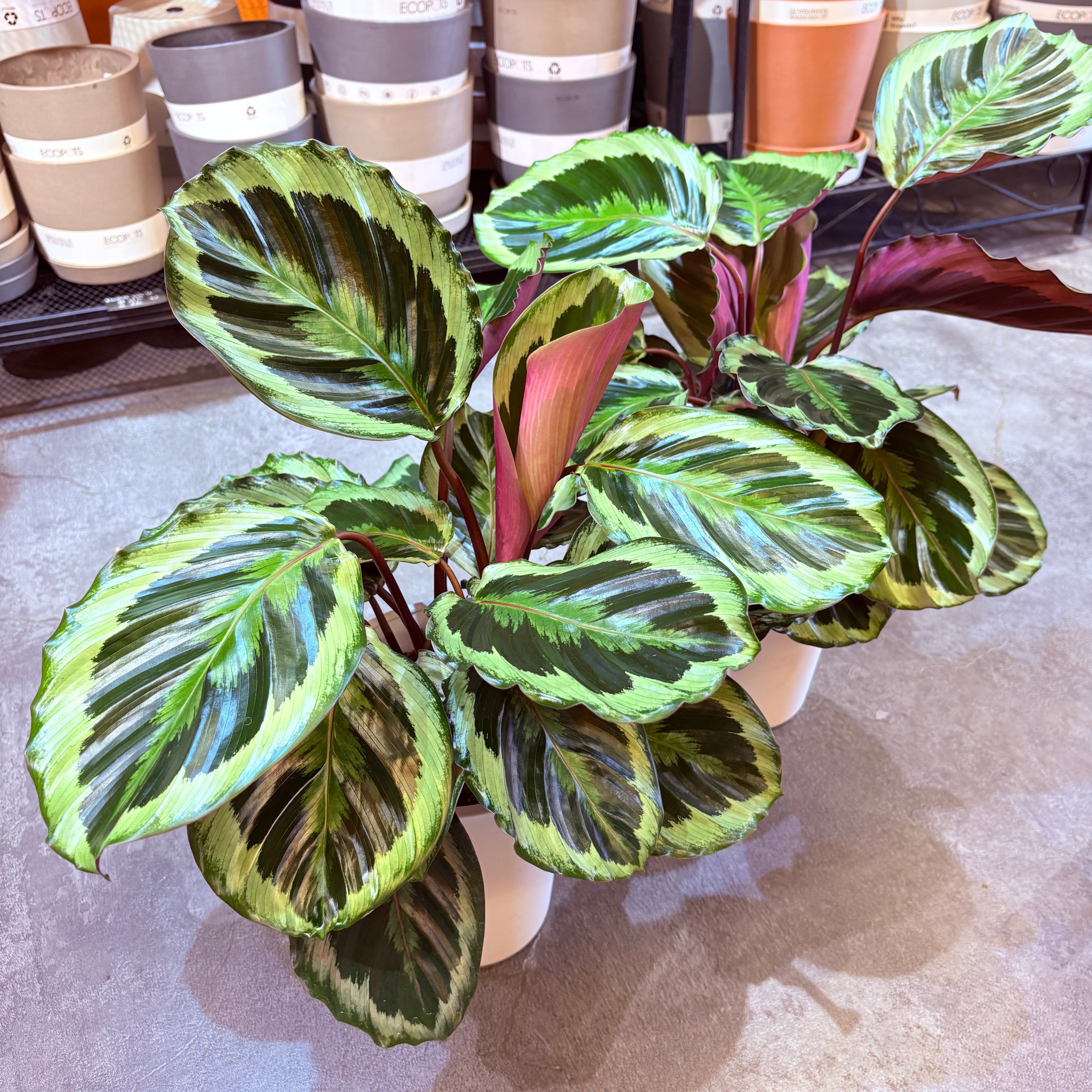 アロカシア メロ 3.5号 | Green Vibes 宇都宮市の観葉植物専門店
