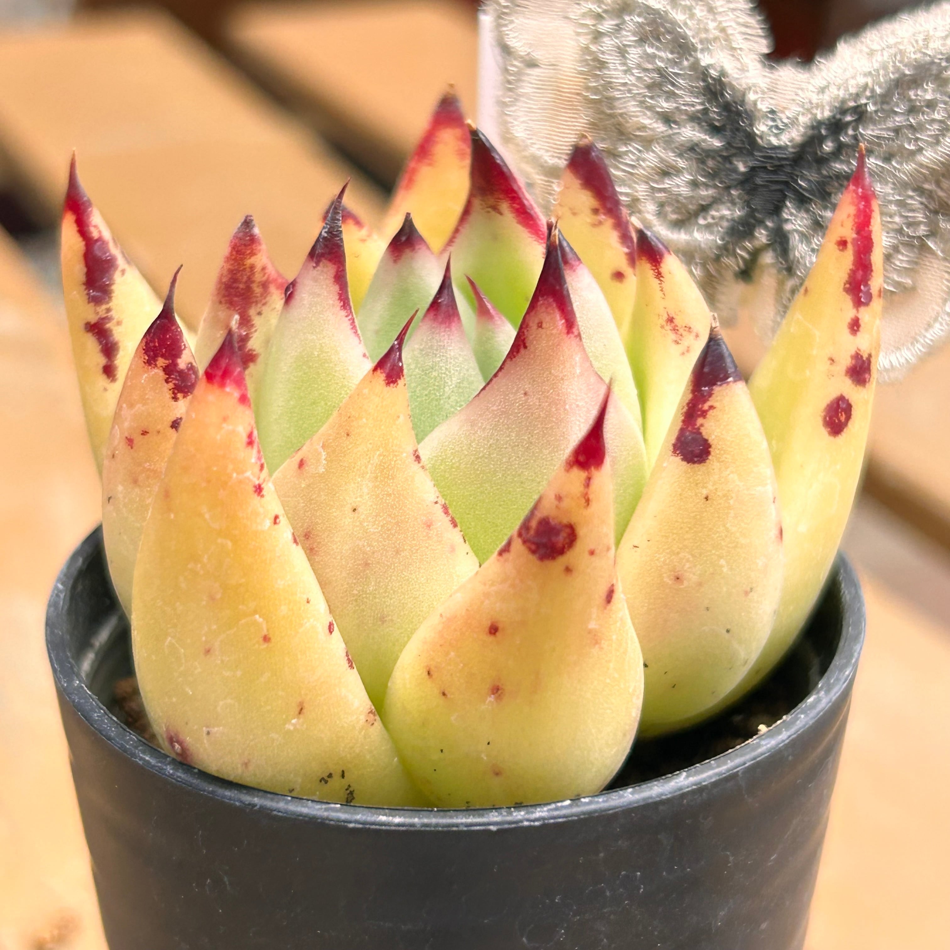 エボニーhyb. | RuPo 多肉植物専門店