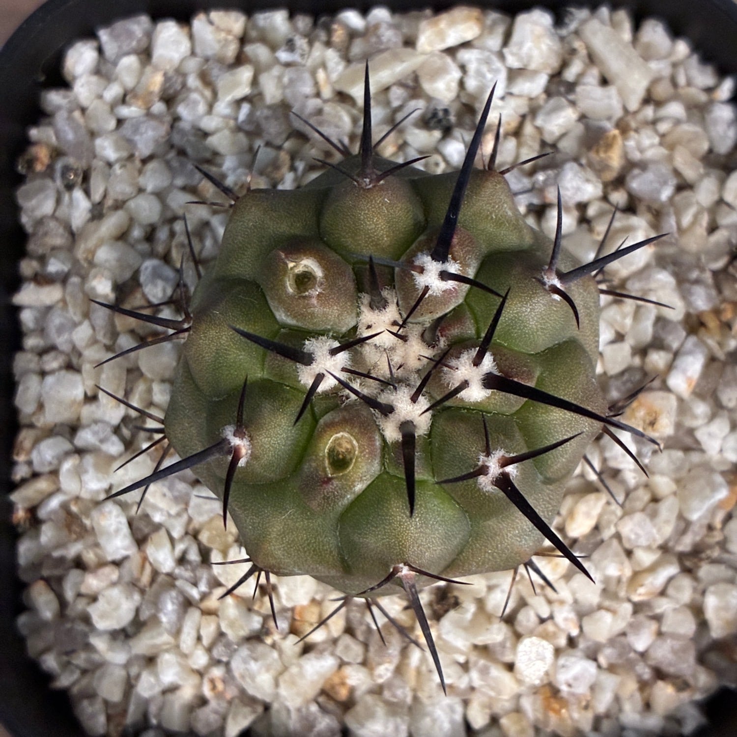 Copiapoa】サボテン コピアポア 黒王丸実生【1031】 | PROTOLEAF