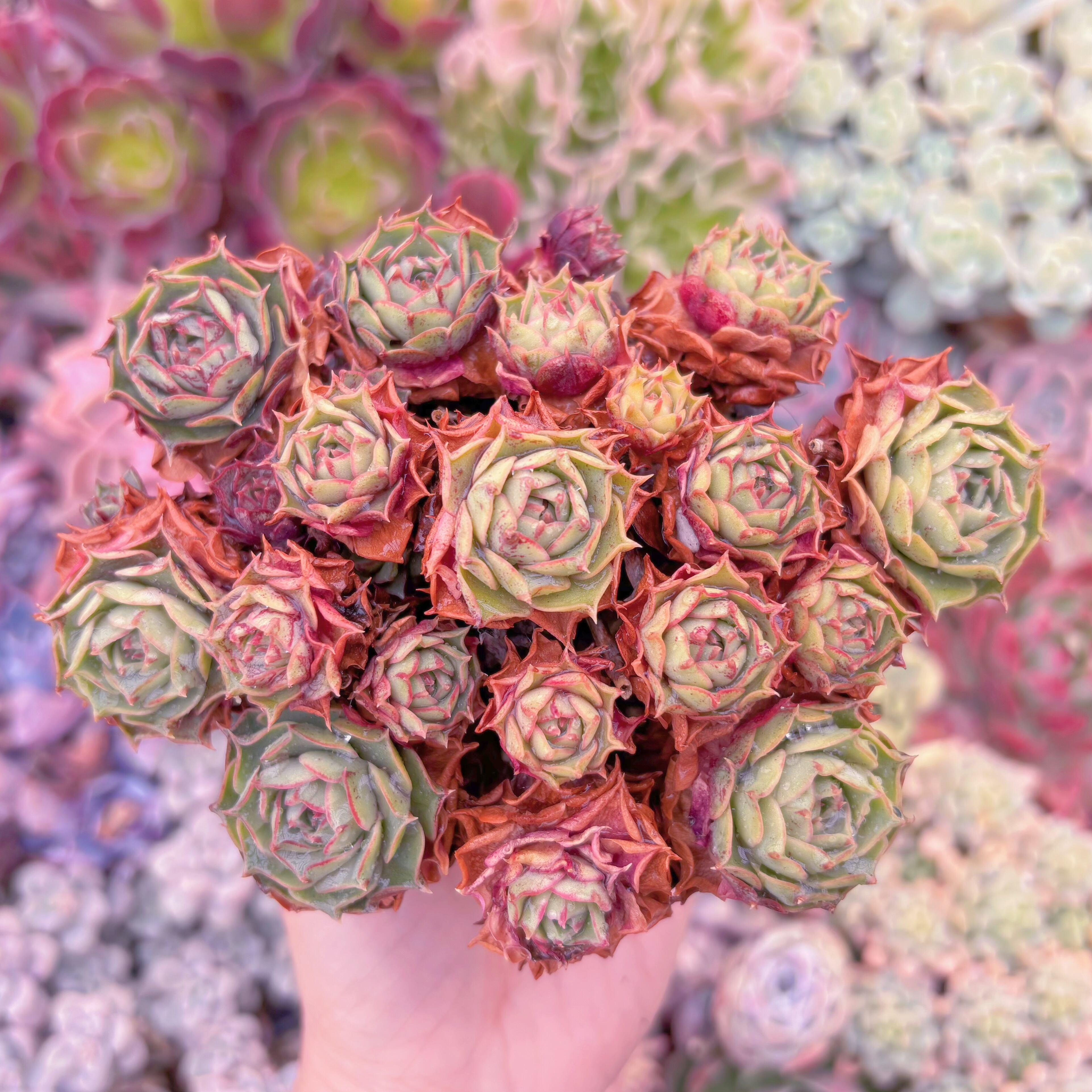 現品　ヨロッパロンギシマ#219　大群生　るる農園