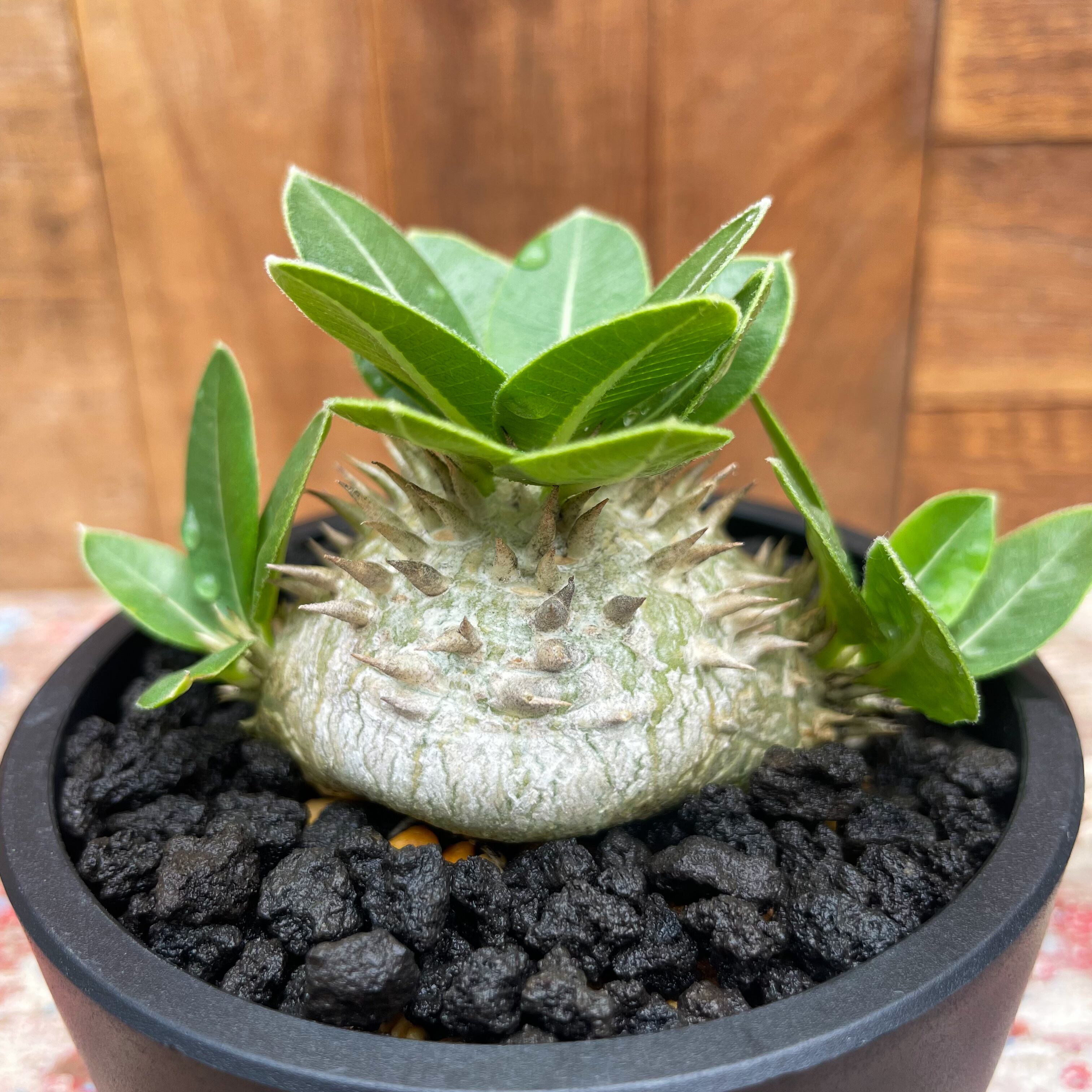 Pachypodium brevicaule【パキポディウム・ブレビカウレ・白花・実生