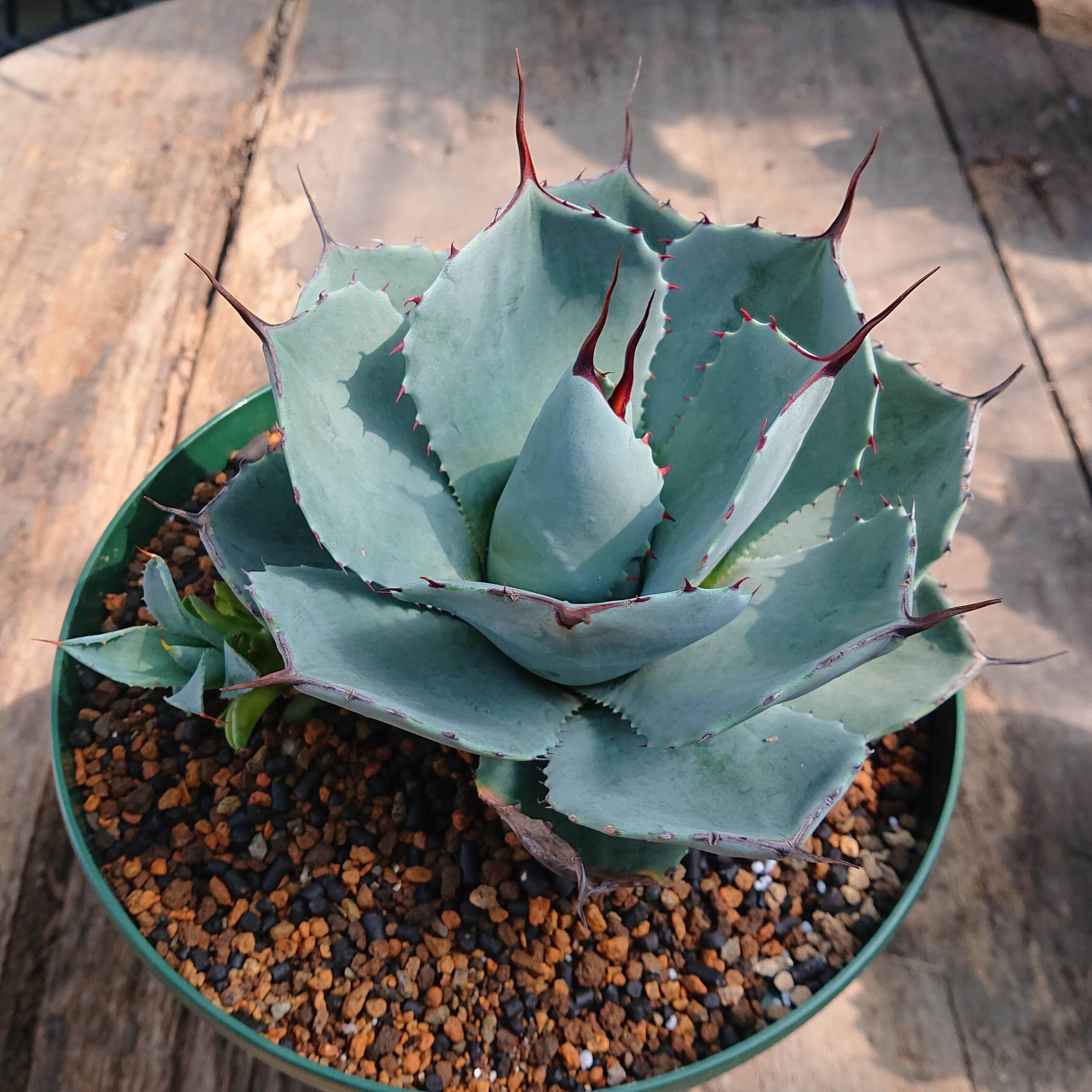 no.3 アガベ パリー トランカータ agave parryi truncata 子株付き 【発根済】 |  多肉植物ハオルチア・アガベ・サンスべリアの店mellowgarden powered by BASE