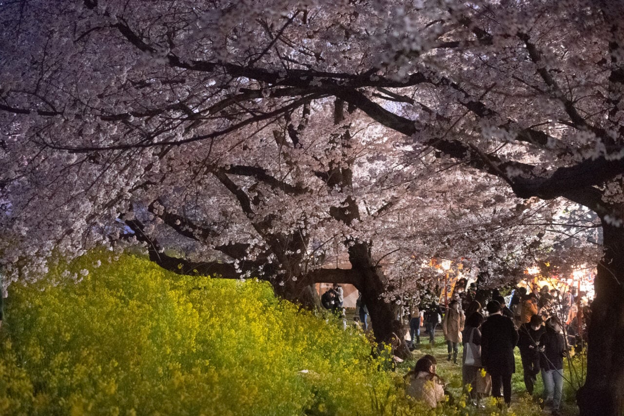 熊谷桜堤　満開の桜ポストカードセット（５枚入り）
