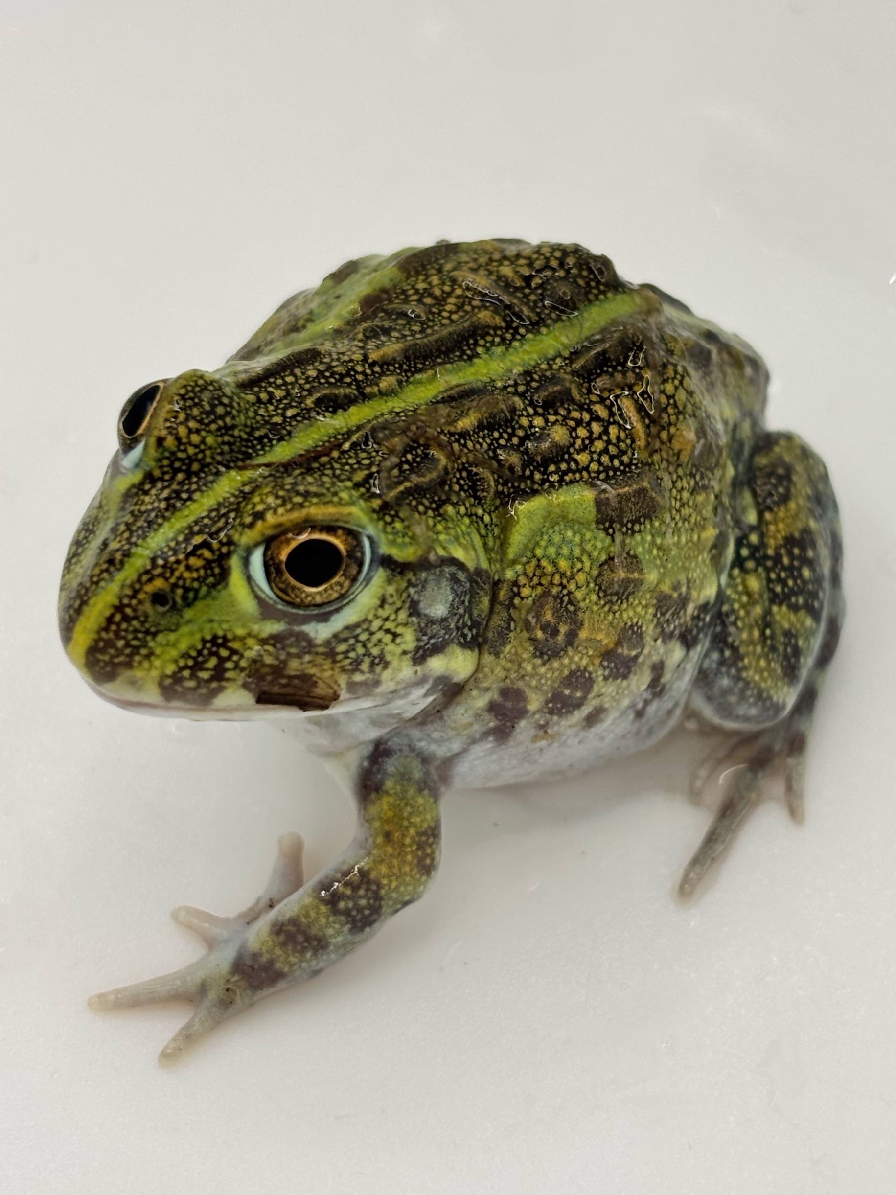 アフリカウシガエル③ 1匹 | まるころ商店〜まるくてころころした
