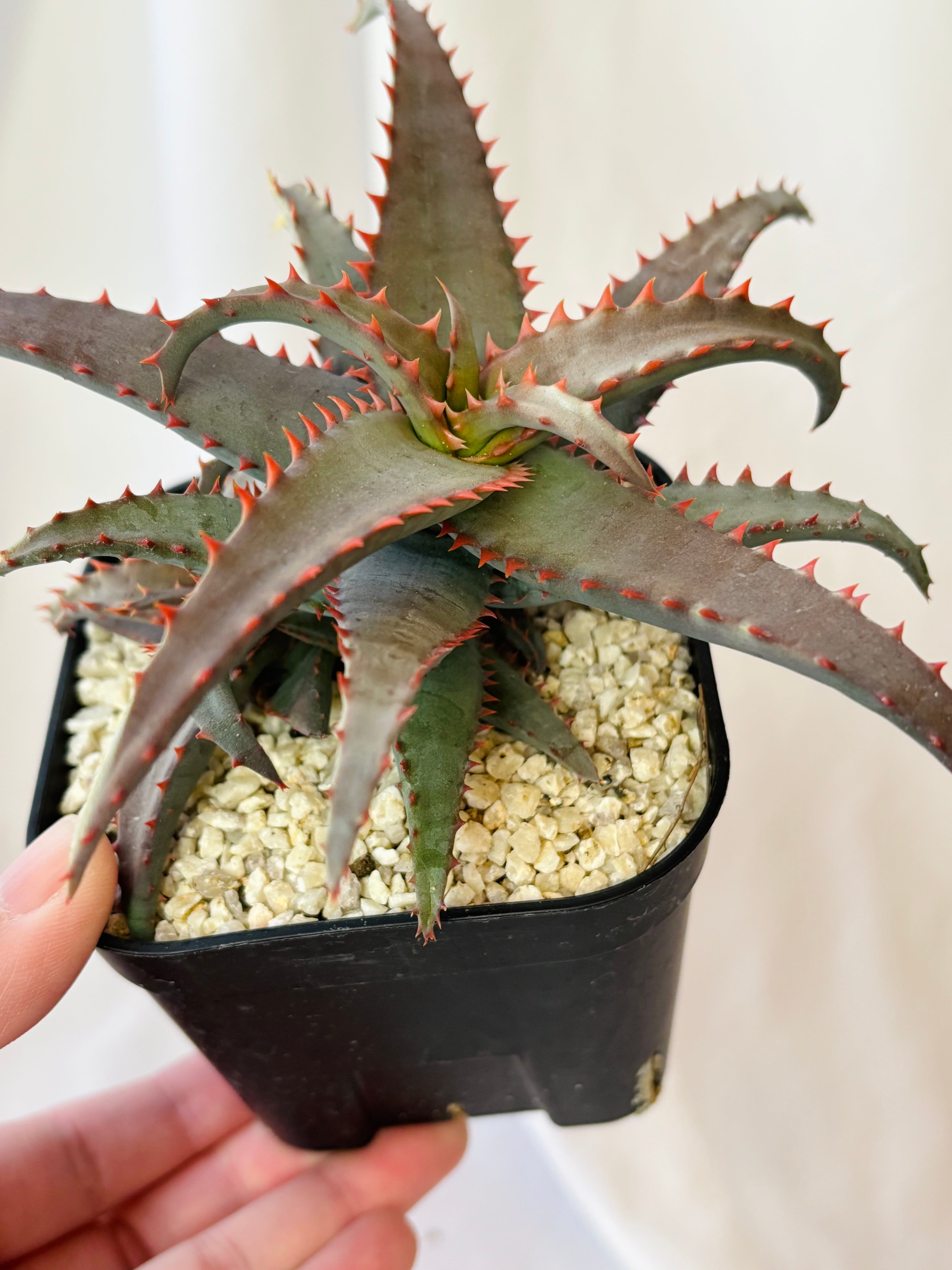 Aloe hybrid アロエ ハイブリッド 多肉植物 | plants MARU ーサボテン