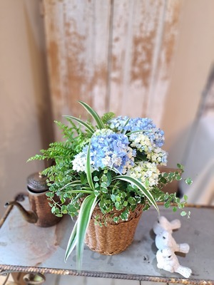 アジサイ「星あつめ」の観葉植物ギャザリング(寄せ植え)