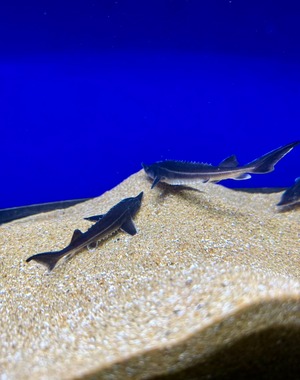 ベステルチョウザメ