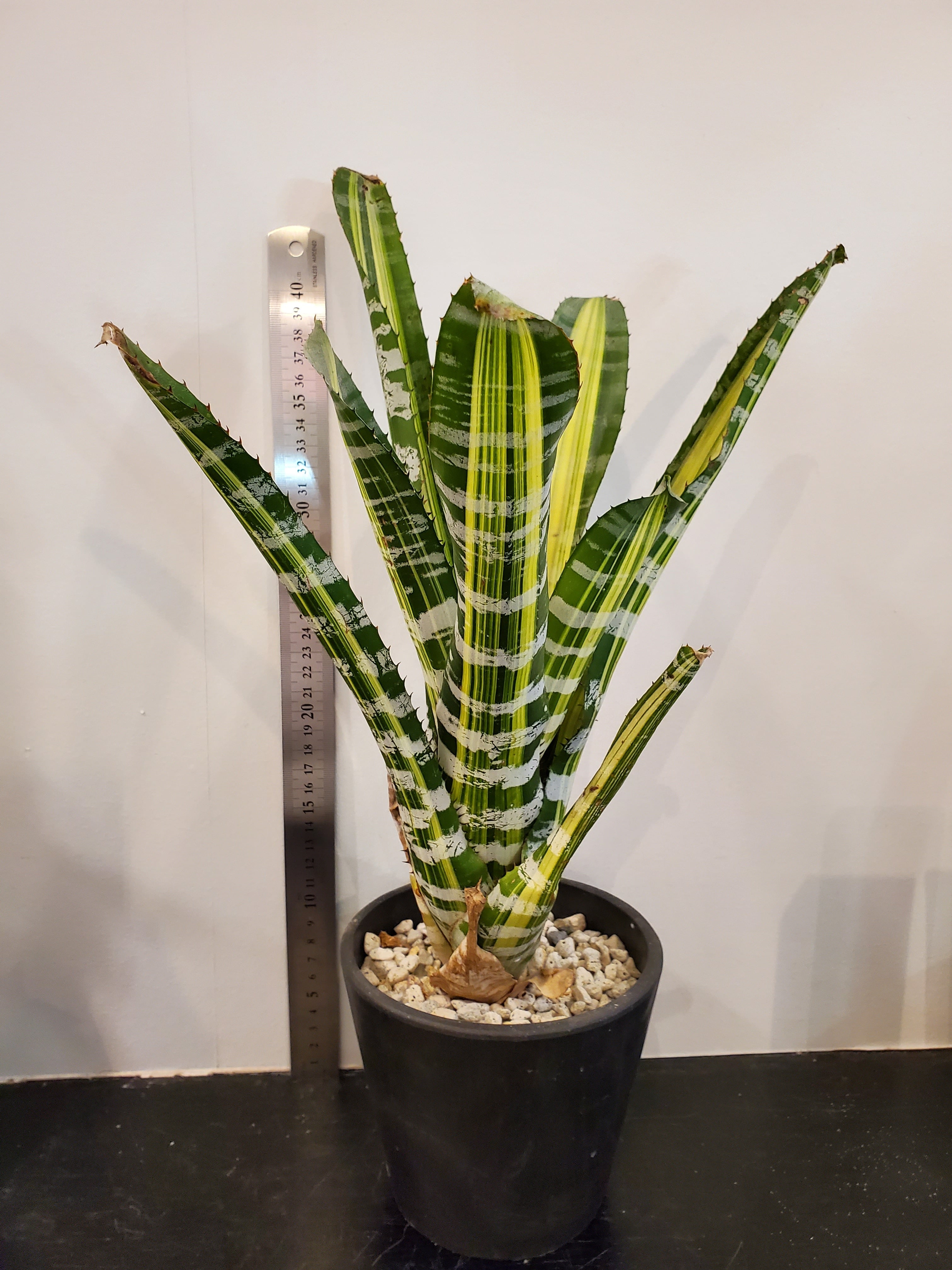 ブロメリア・エアープランツ Aechmea Haiku KAFU -zakka &plants- | #エアープランツ#ブロメリア #世田谷区