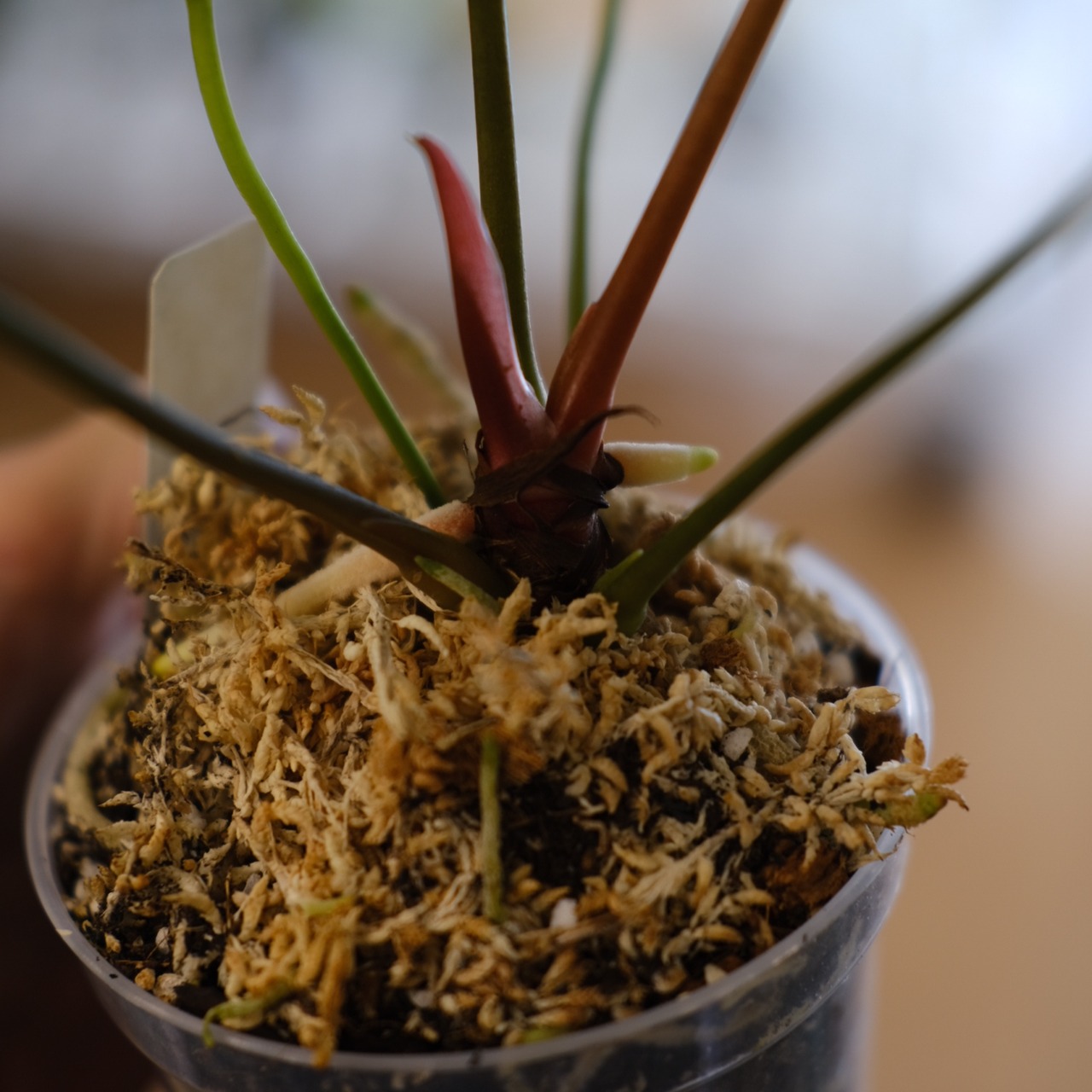 アンスリウム エース オブ スペード(AOS) × パピリラミナム(FS)⑤/ Anthurium Ace of spades × Papillilaminum / 観葉植物