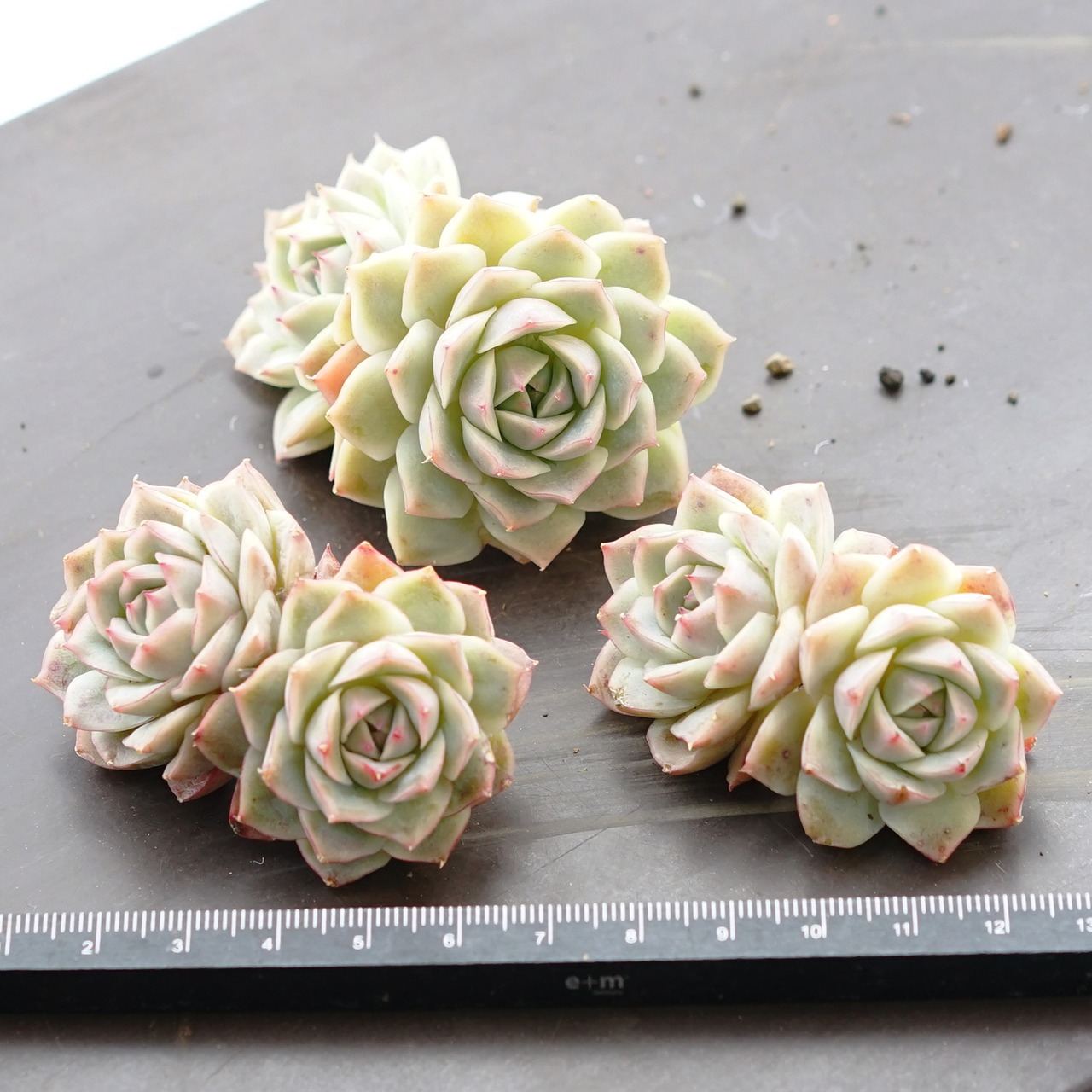 カット苗 リトルジョー 2頭群生 Echeveria 'Little Joe'