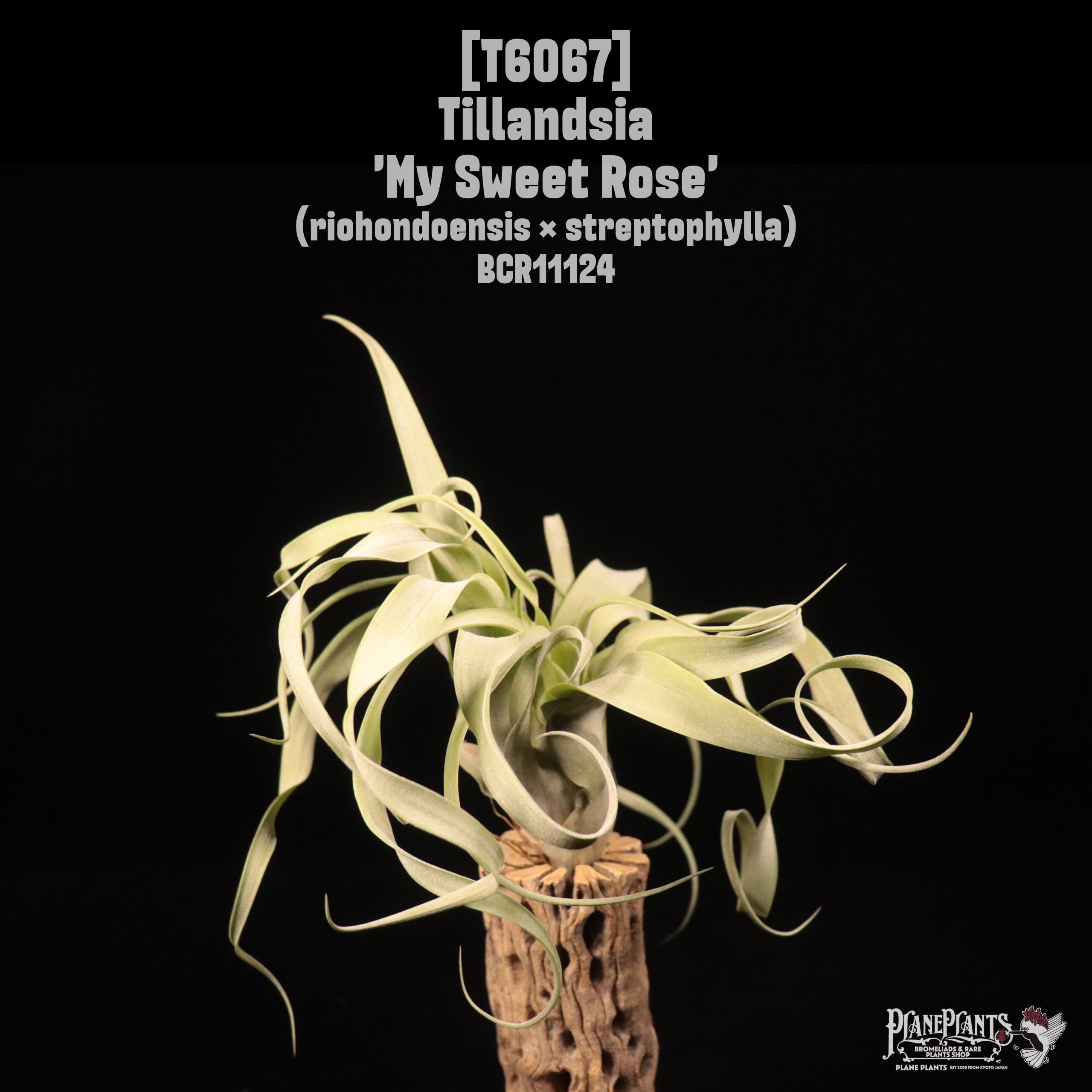 Tillandsia 'My Sweet Rose'〔ティランジア〕T6067