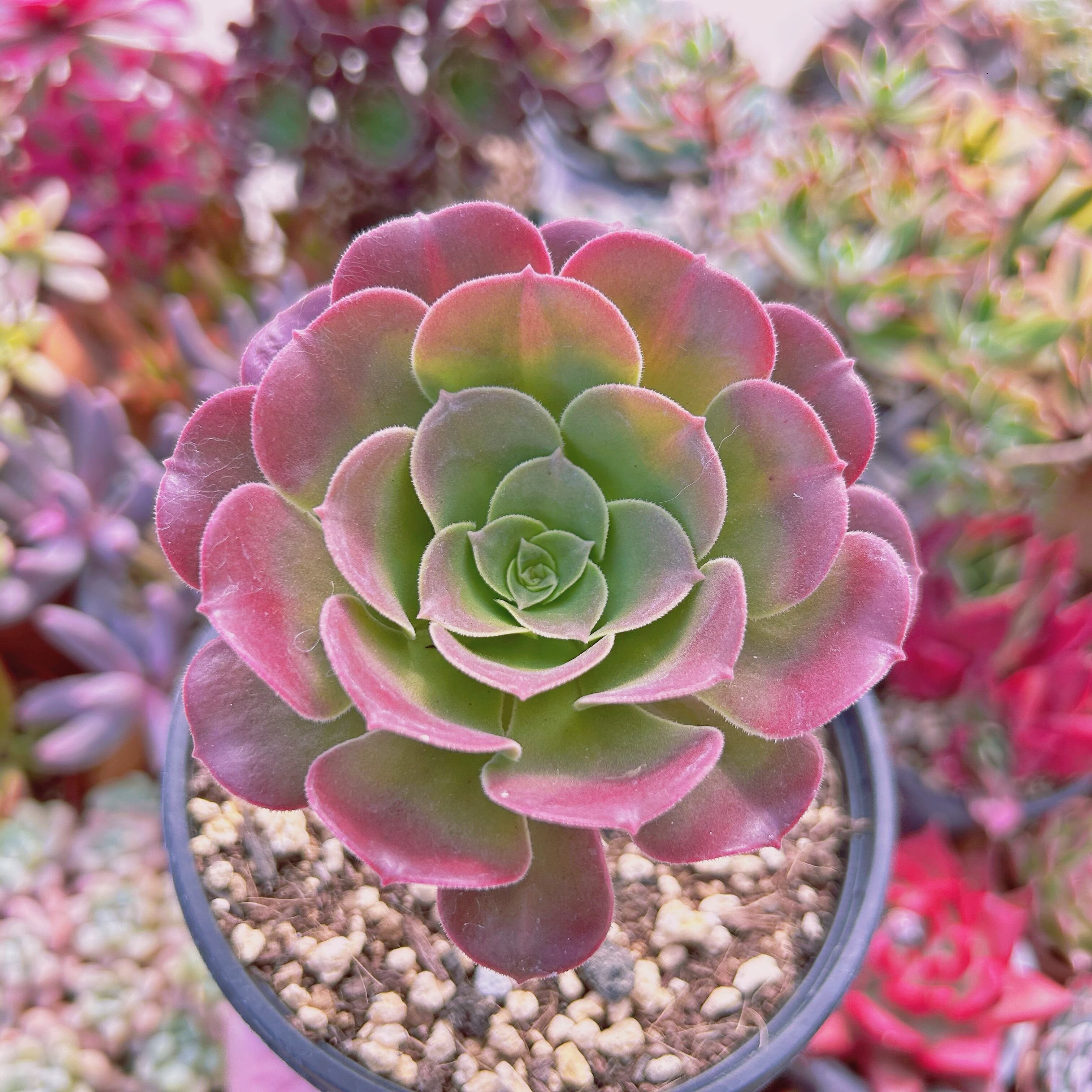 現物　多肉植物　Aeonium   ローズ法師　特大　抜き苗